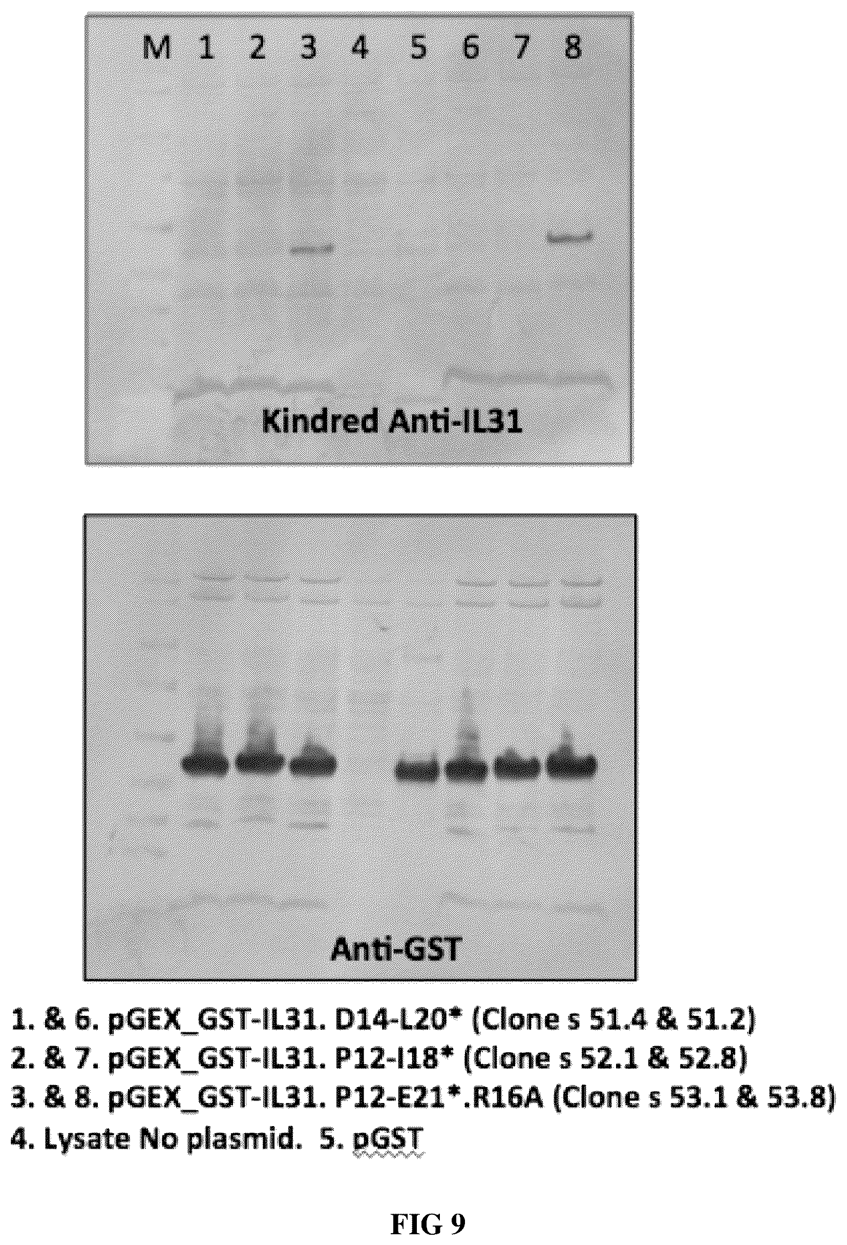 Patent US12448438 Figure 9 – Anti-IL31 antibodies for veterinary use