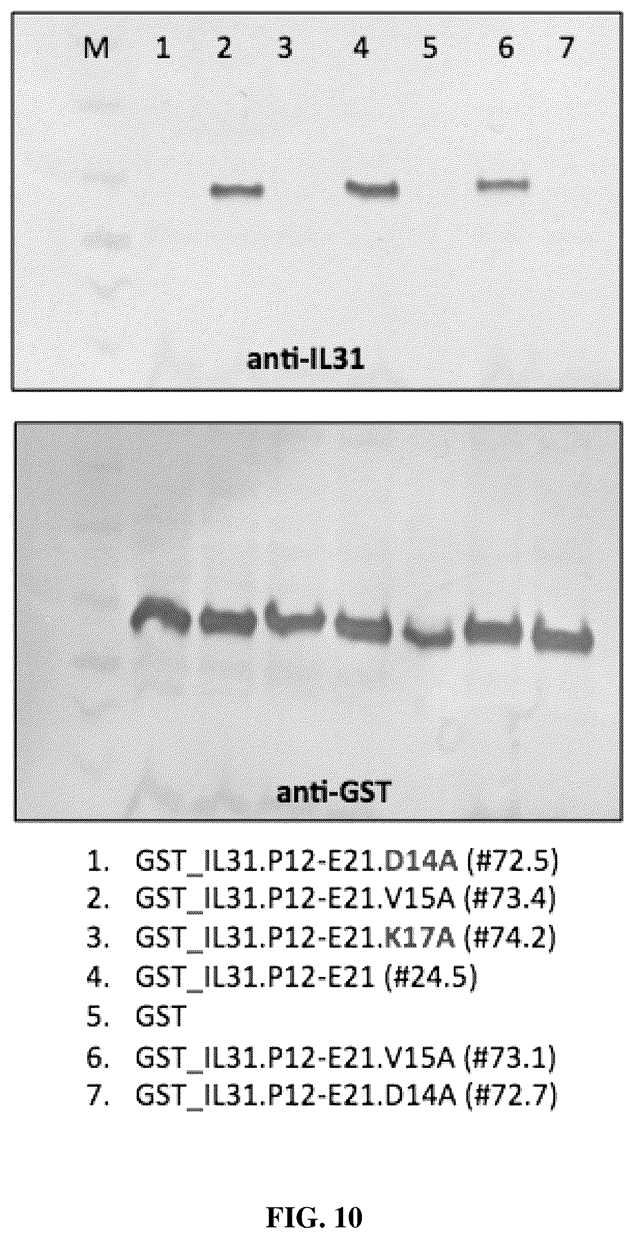 Patent US12448438 Figure 10 – Anti-IL31 antibodies for veterinary use