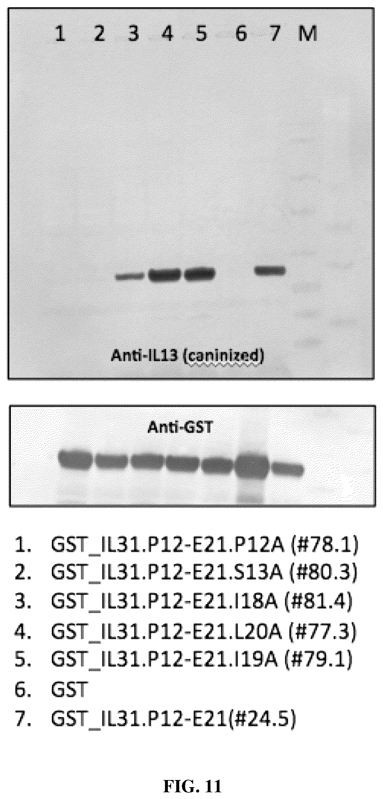 Patent US12448438 Figure 11 – Anti-IL31 antibodies for veterinary use