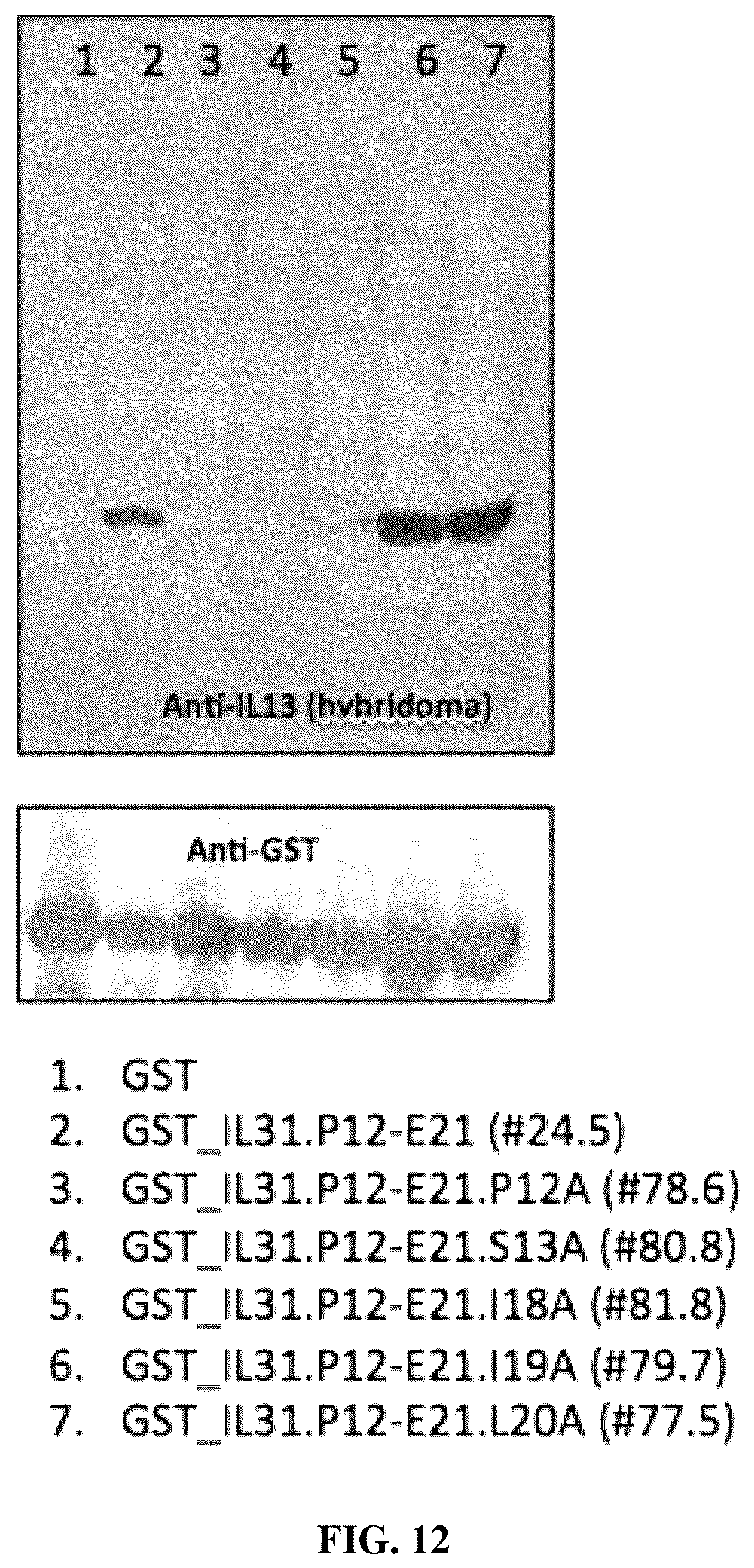 Patent US12448438 Figure 12 – Anti-IL31 antibodies for veterinary use