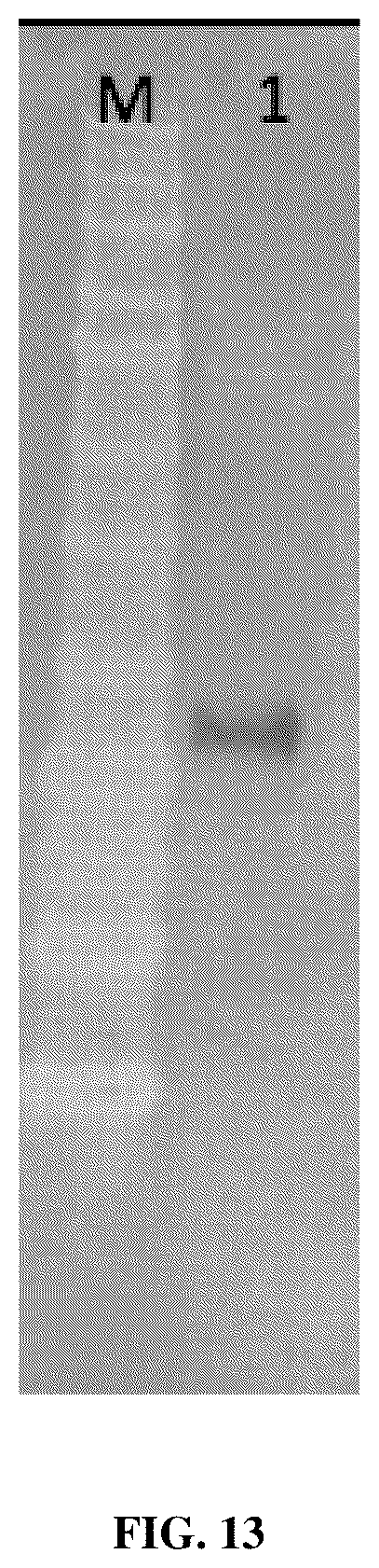 Patent US12448438 Figure 13 – Anti-IL31 antibodies for veterinary use