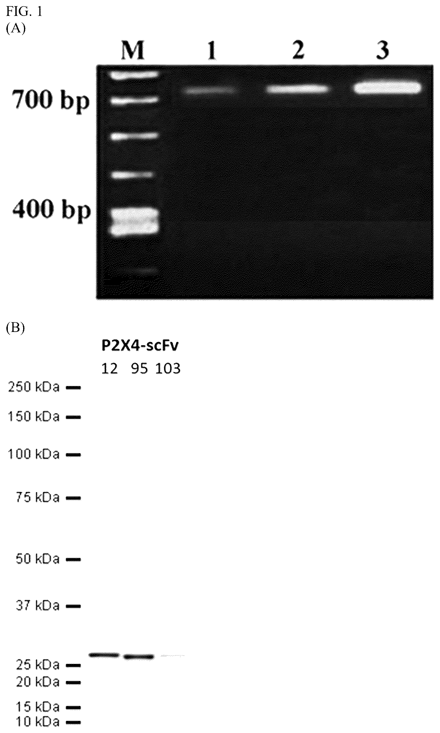 Patent US12448440 Figure 1 – Compositions comprising antibodies or antibody fragments which bind the P2X4 receptor