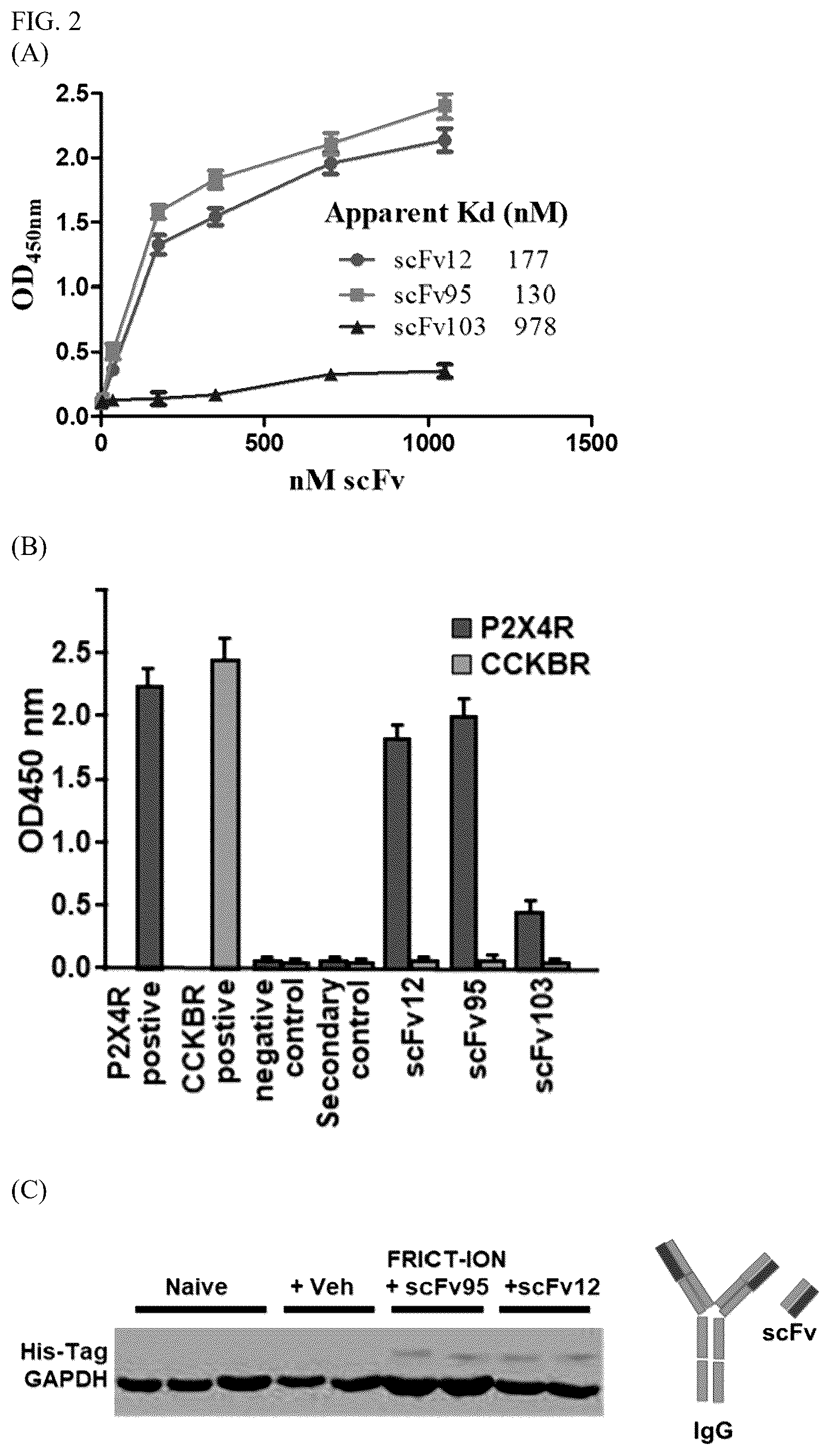 Patent US12448440 Figure 2 – Compositions comprising antibodies or antibody fragments which bind the P2X4 receptor