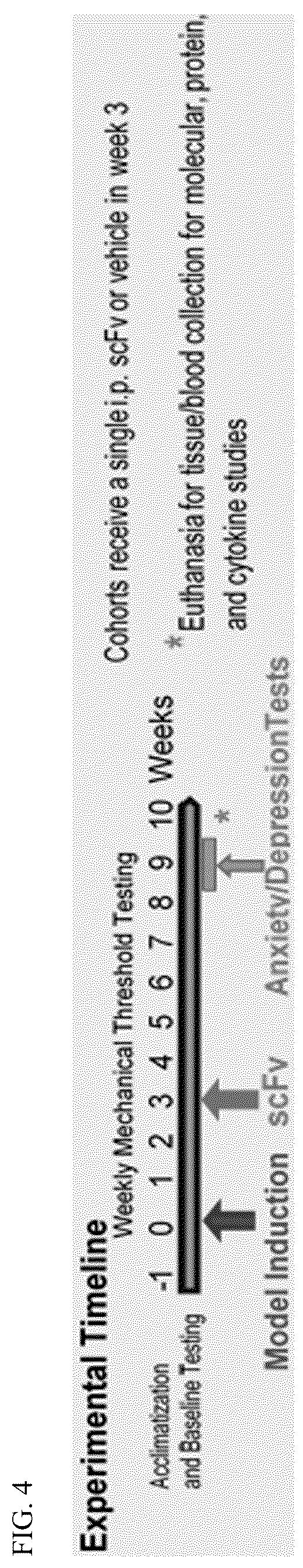 Patent US12448440 Figure 4 – Compositions comprising antibodies or antibody fragments which bind the P2X4 receptor