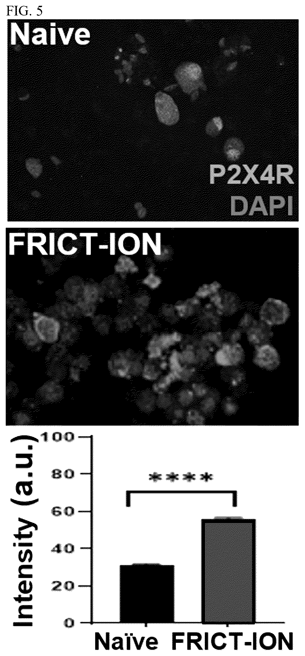 Patent US12448440 Figure 5 – Compositions comprising antibodies or antibody fragments which bind the P2X4 receptor