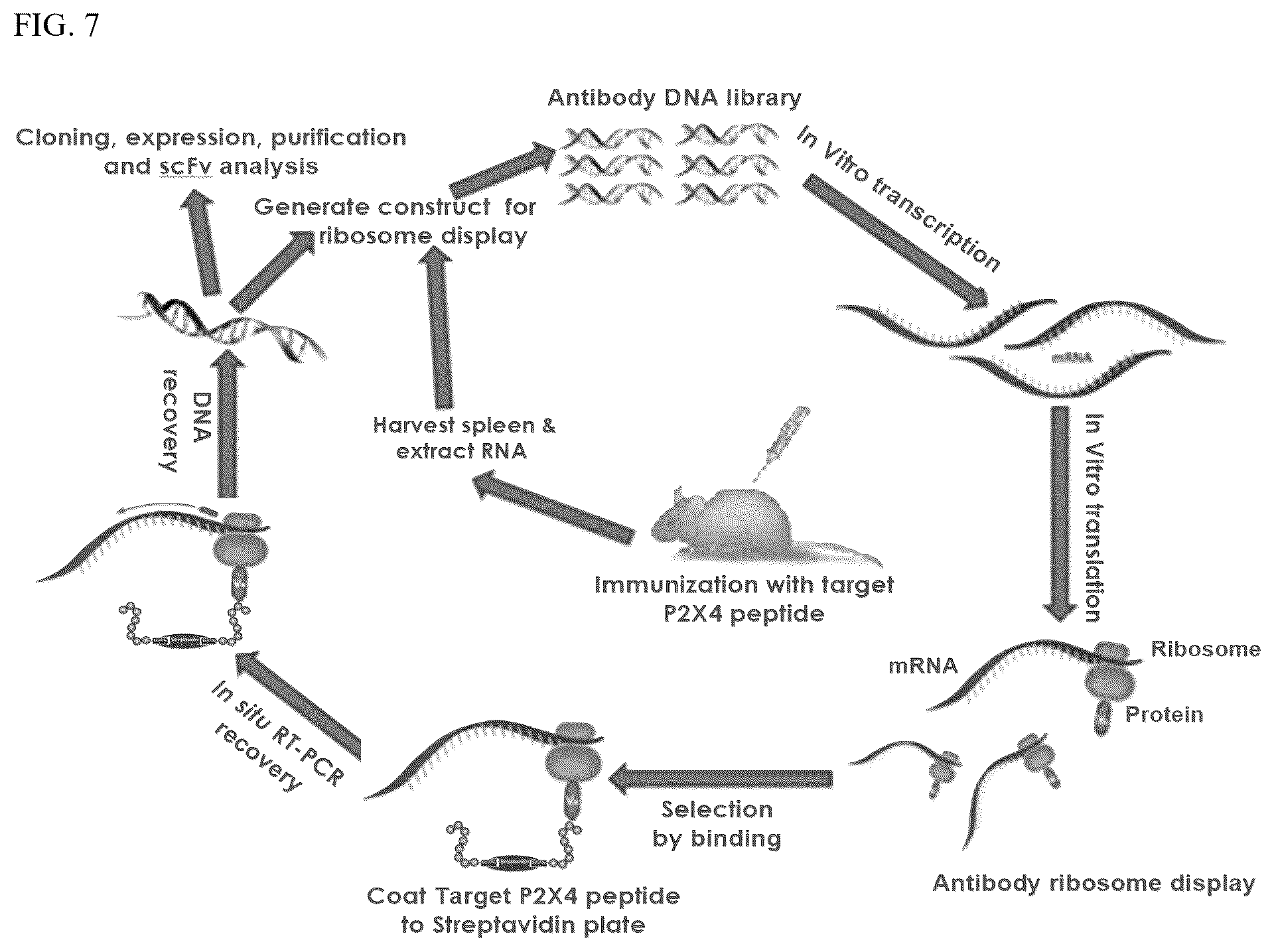 Patent US12448440 Figure 7 – Compositions comprising antibodies or antibody fragments which bind the P2X4 receptor