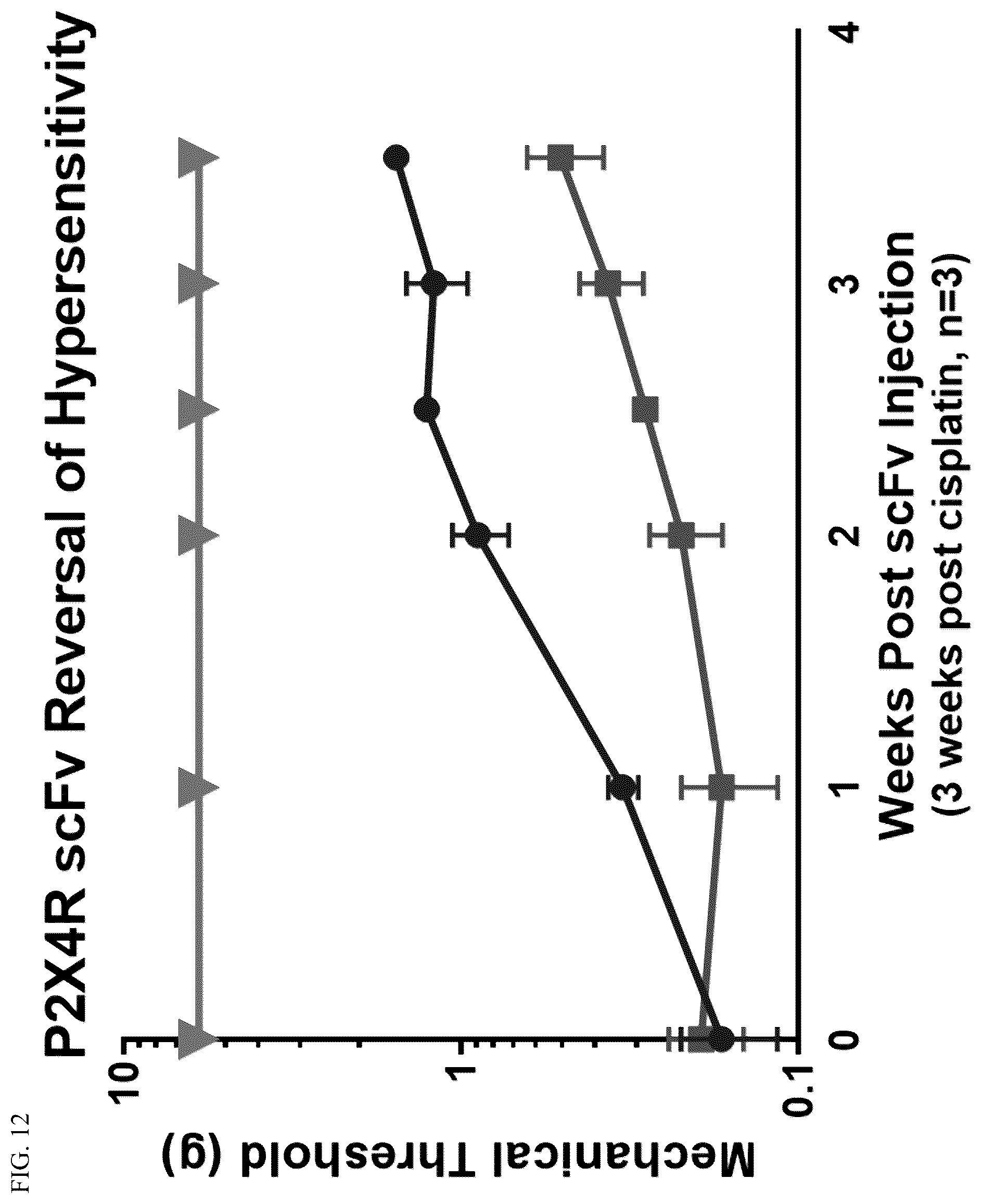 Patent US12448440 Figure 11 – Compositions comprising antibodies or antibody fragments which bind the P2X4 receptor