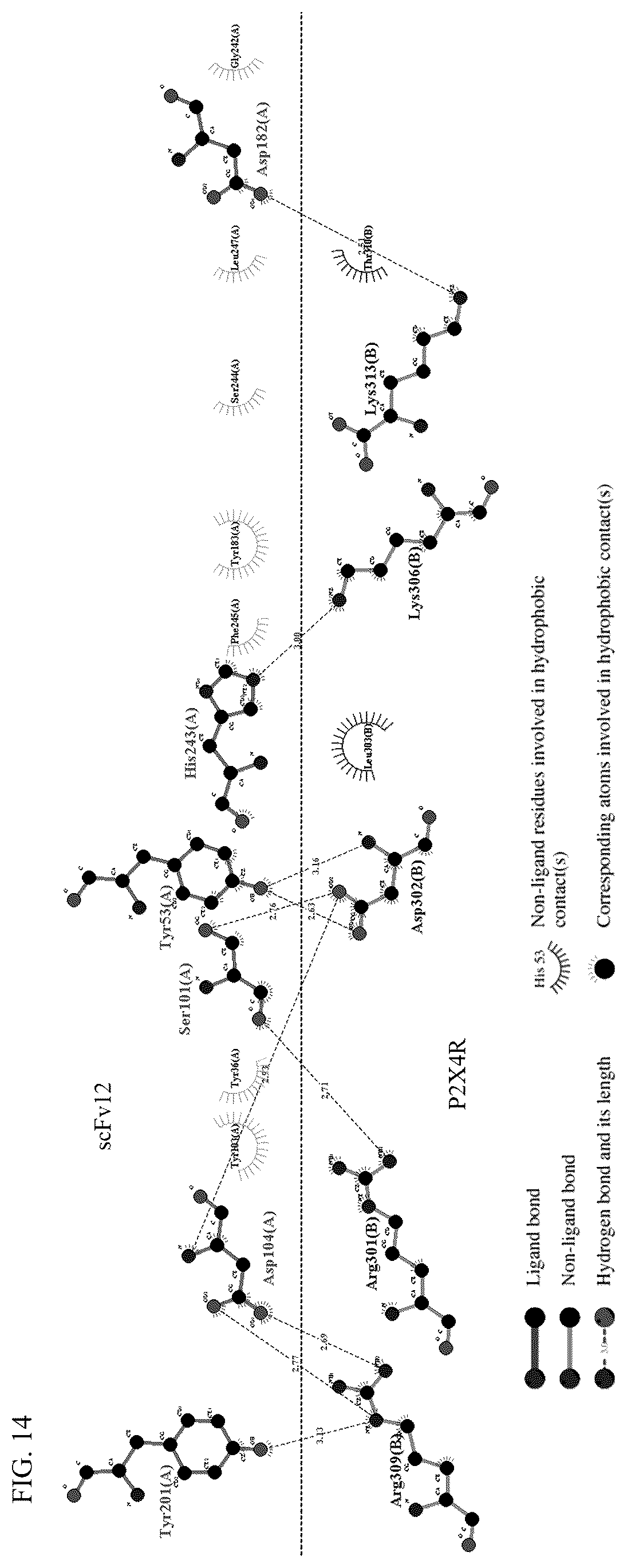 Patent US12448440 Figure 13 – Compositions comprising antibodies or antibody fragments which bind the P2X4 receptor