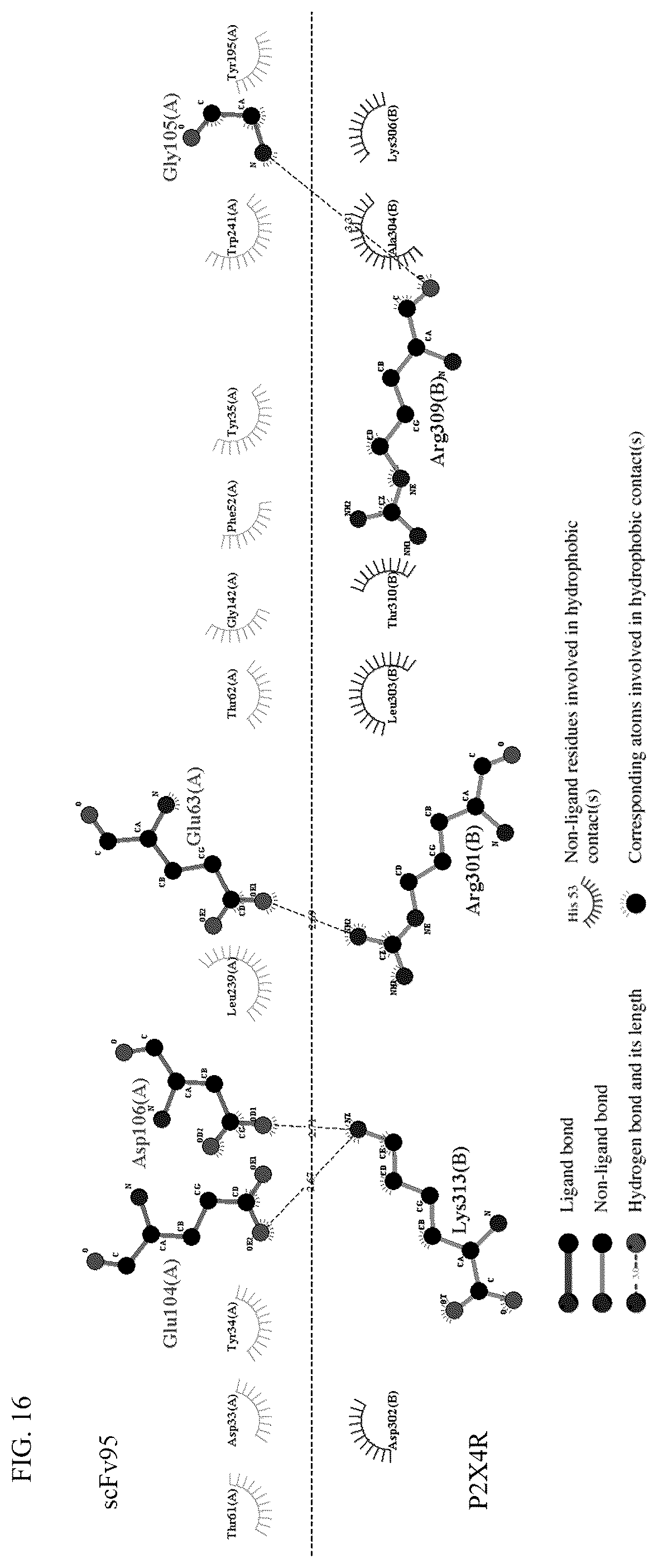 Patent US12448440 Figure 15 – Compositions comprising antibodies or antibody fragments which bind the P2X4 receptor