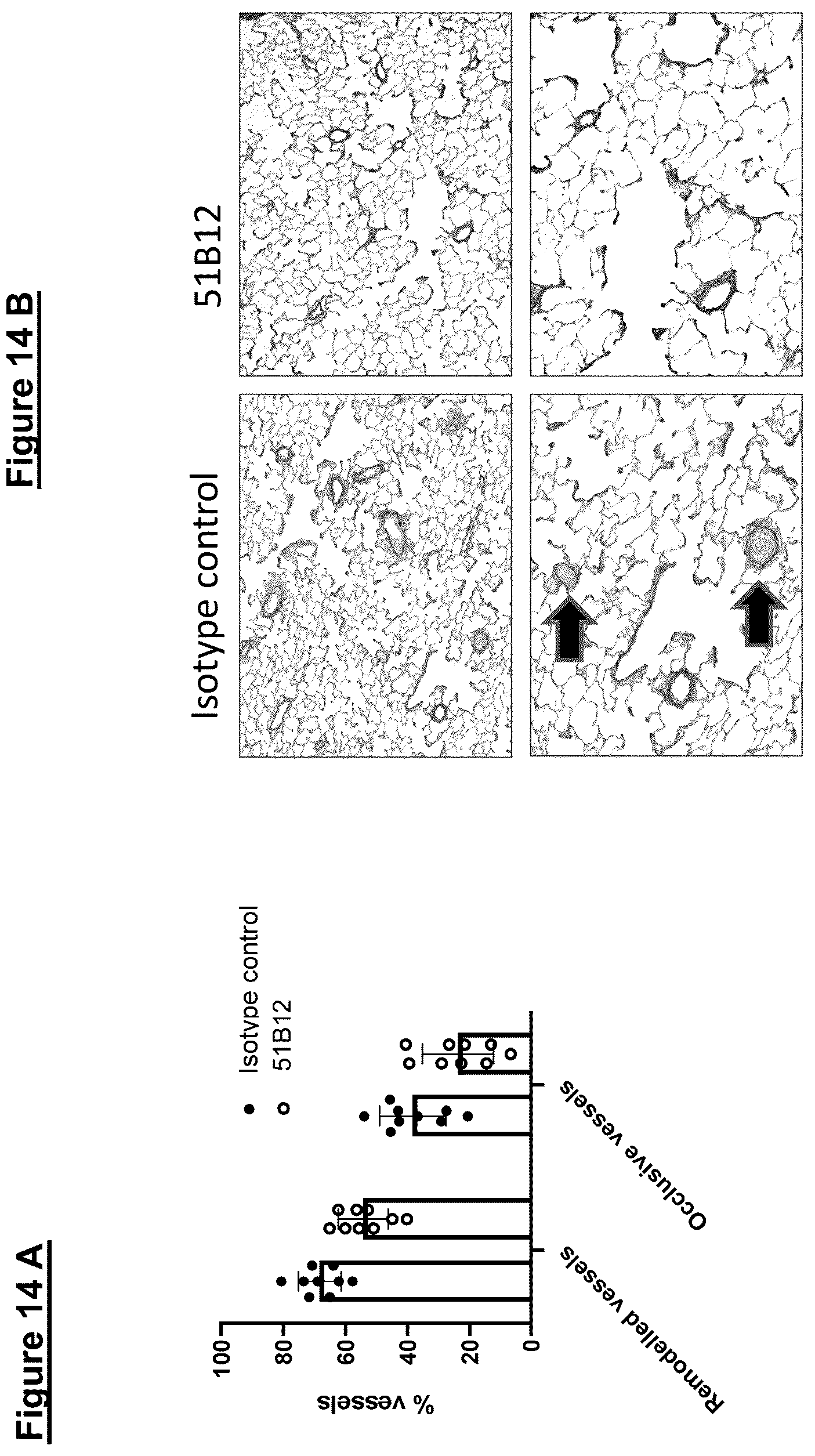 Patent US12448441 Figure 19 – ZIP12 antibody