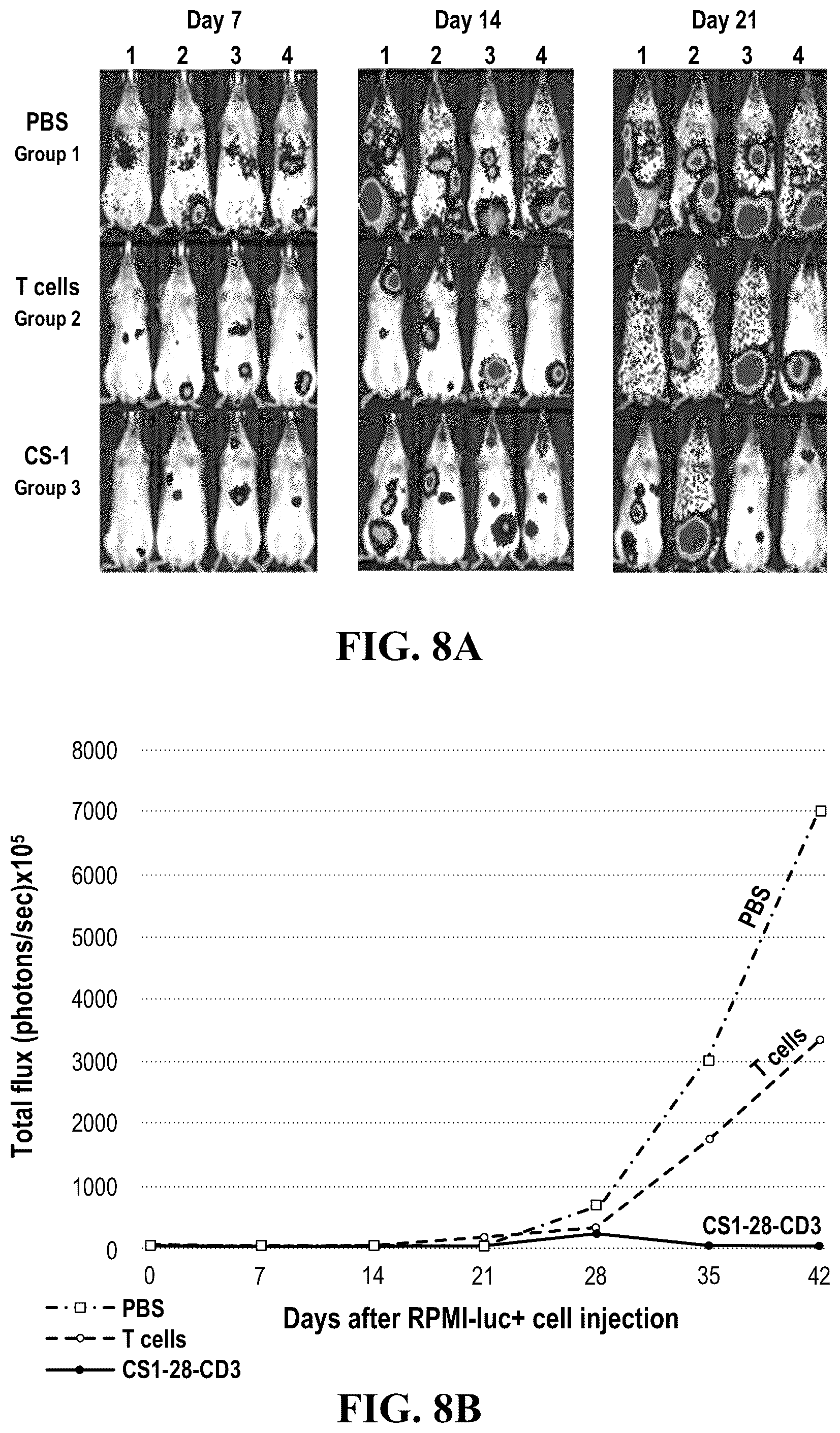 Patent US12448443 Figure 6 – CS1 antibody and anti-CS1-CAR-t cells