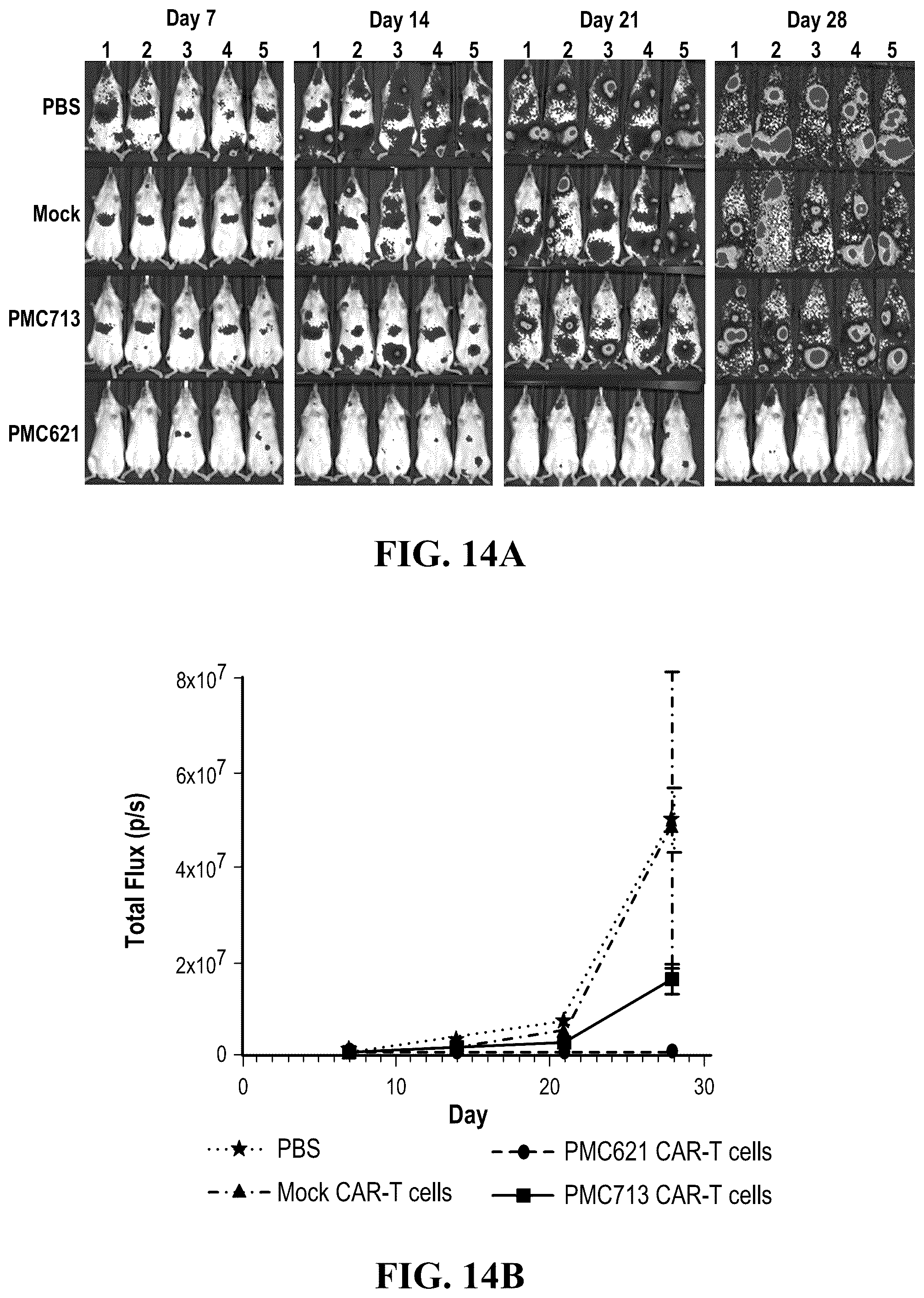 Patent US12448443 Figure 11 – CS1 antibody and anti-CS1-CAR-t cells
