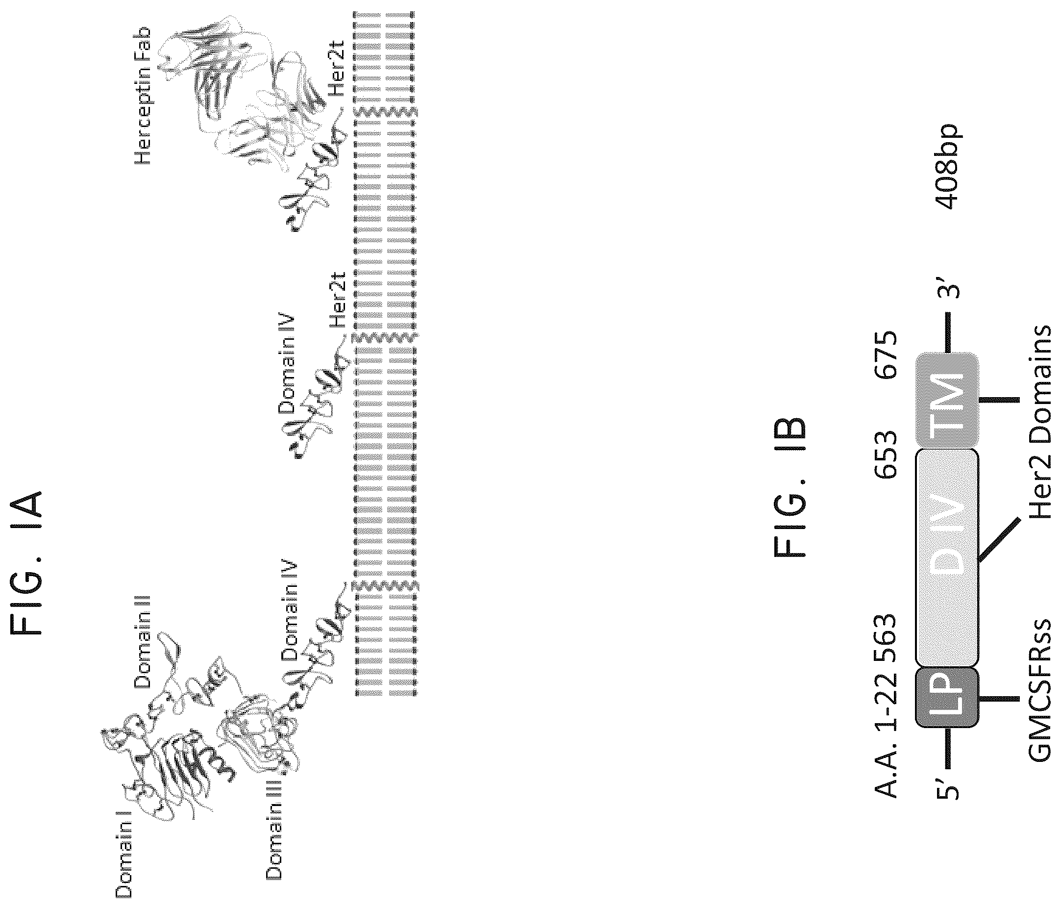 Patent US12448445 Figure 1 – Transgene genetic tags and methods of use