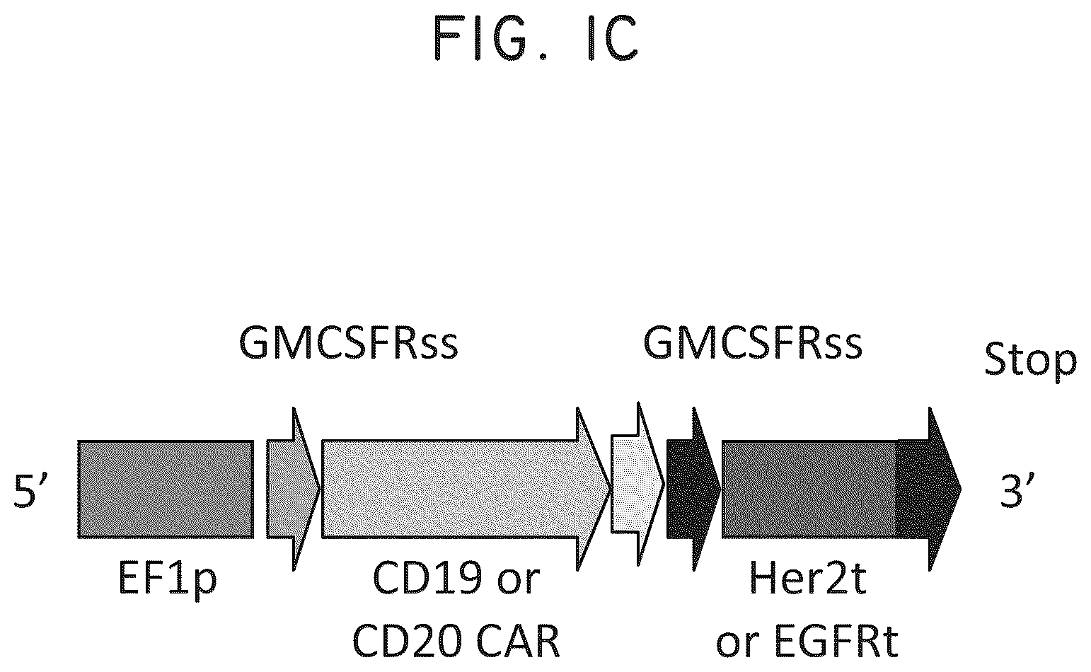 Patent US12448445 Figure 2 – Transgene genetic tags and methods of use