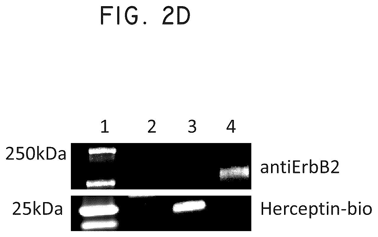 Patent US12448445 Figure 6 – Transgene genetic tags and methods of use