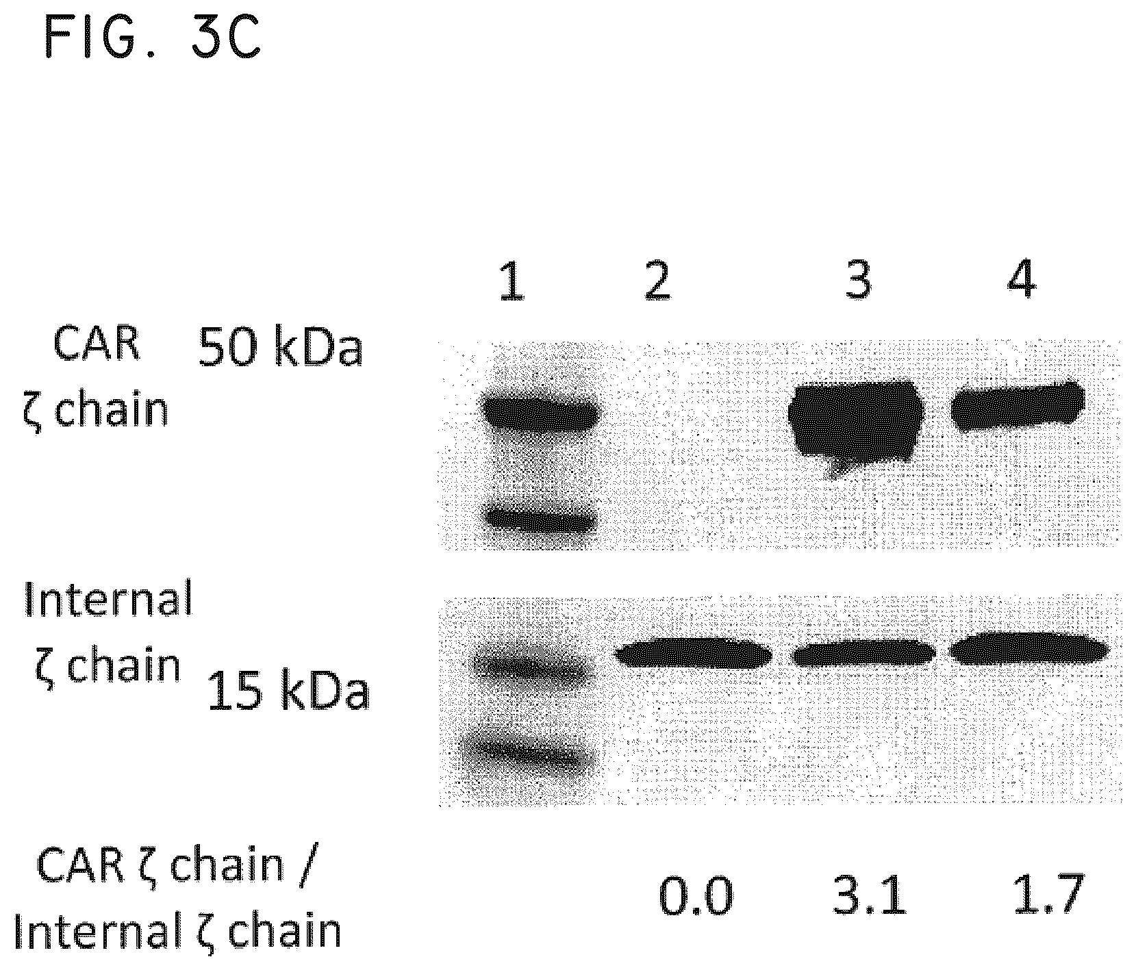 Patent US12448445 Figure 8 – Transgene genetic tags and methods of use