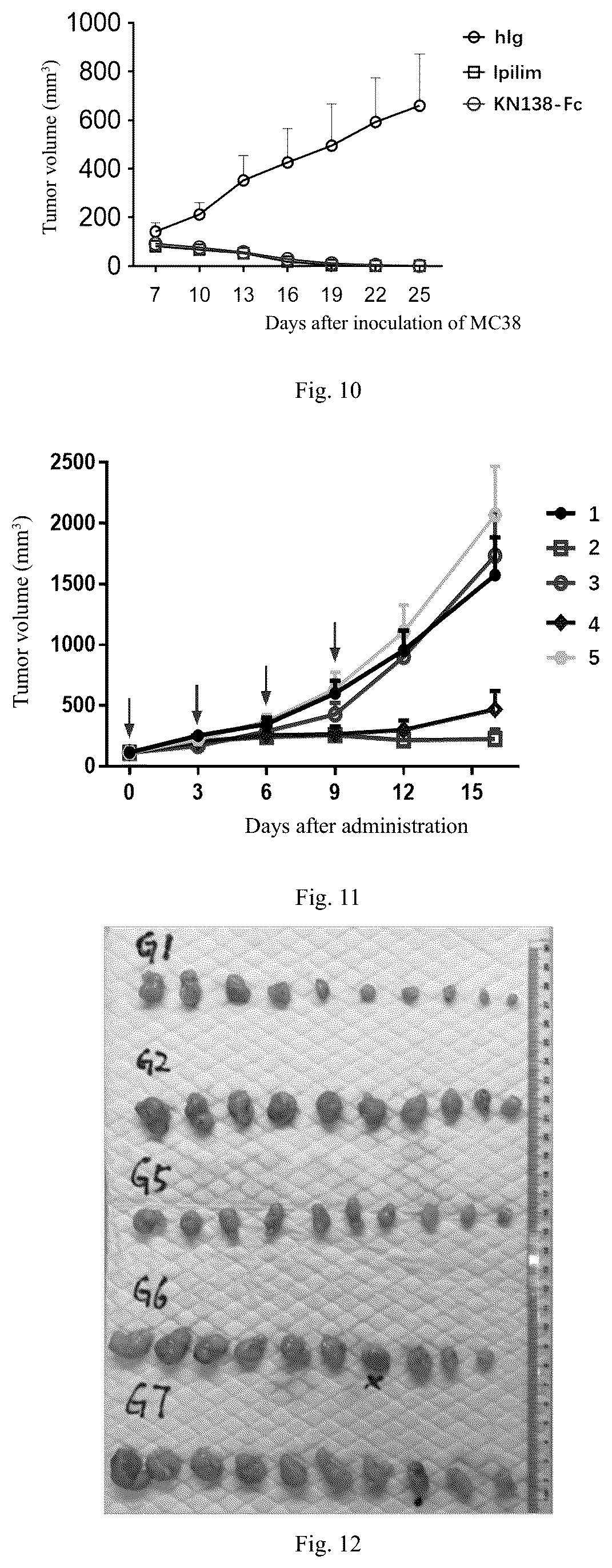 Patent US12448450 Figure 6 – Method for treating tumor using anti-CTLA4 single-domain antibodies