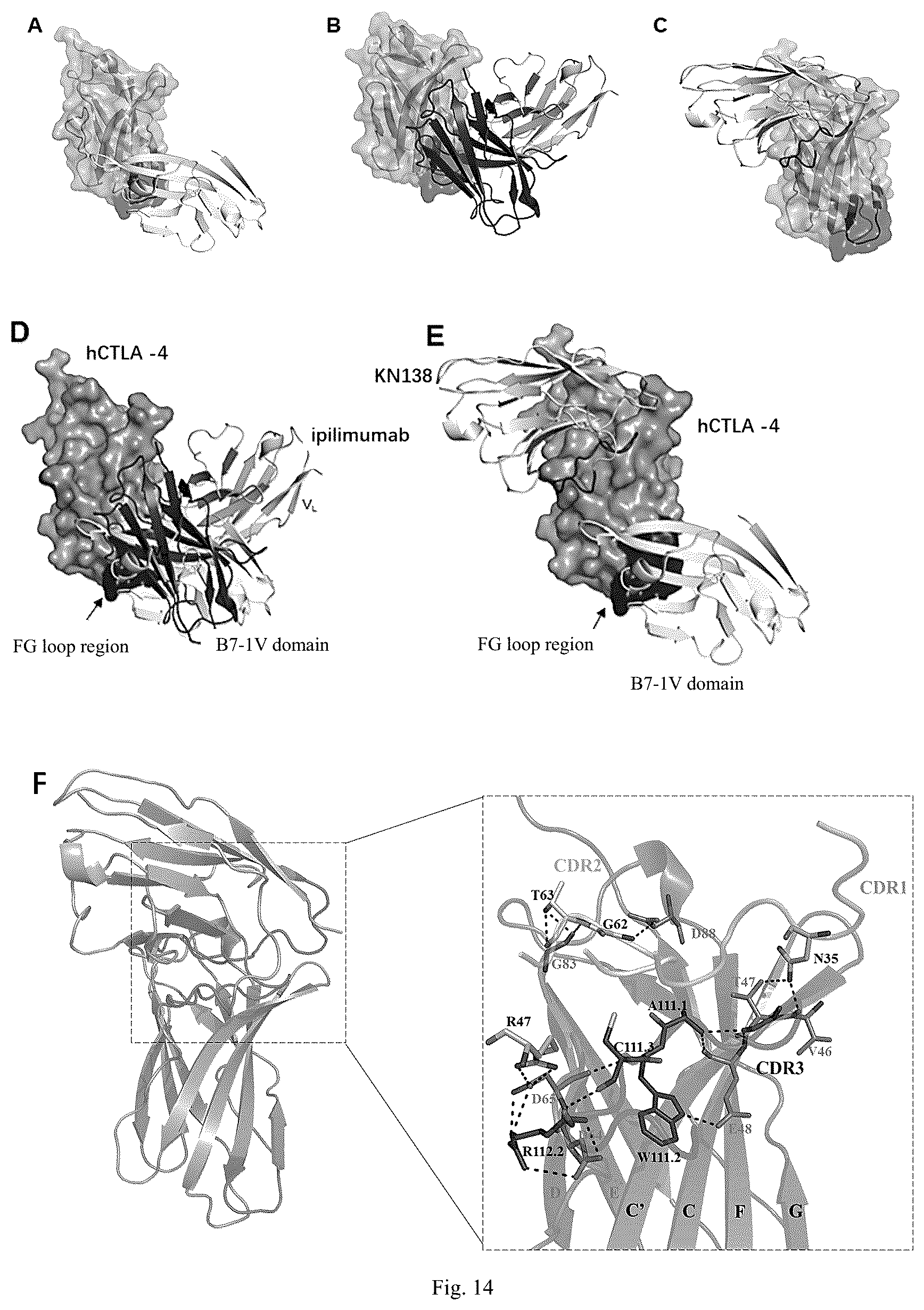 Patent US12448450 Figure 8 – Method for treating tumor using anti-CTLA4 single-domain antibodies