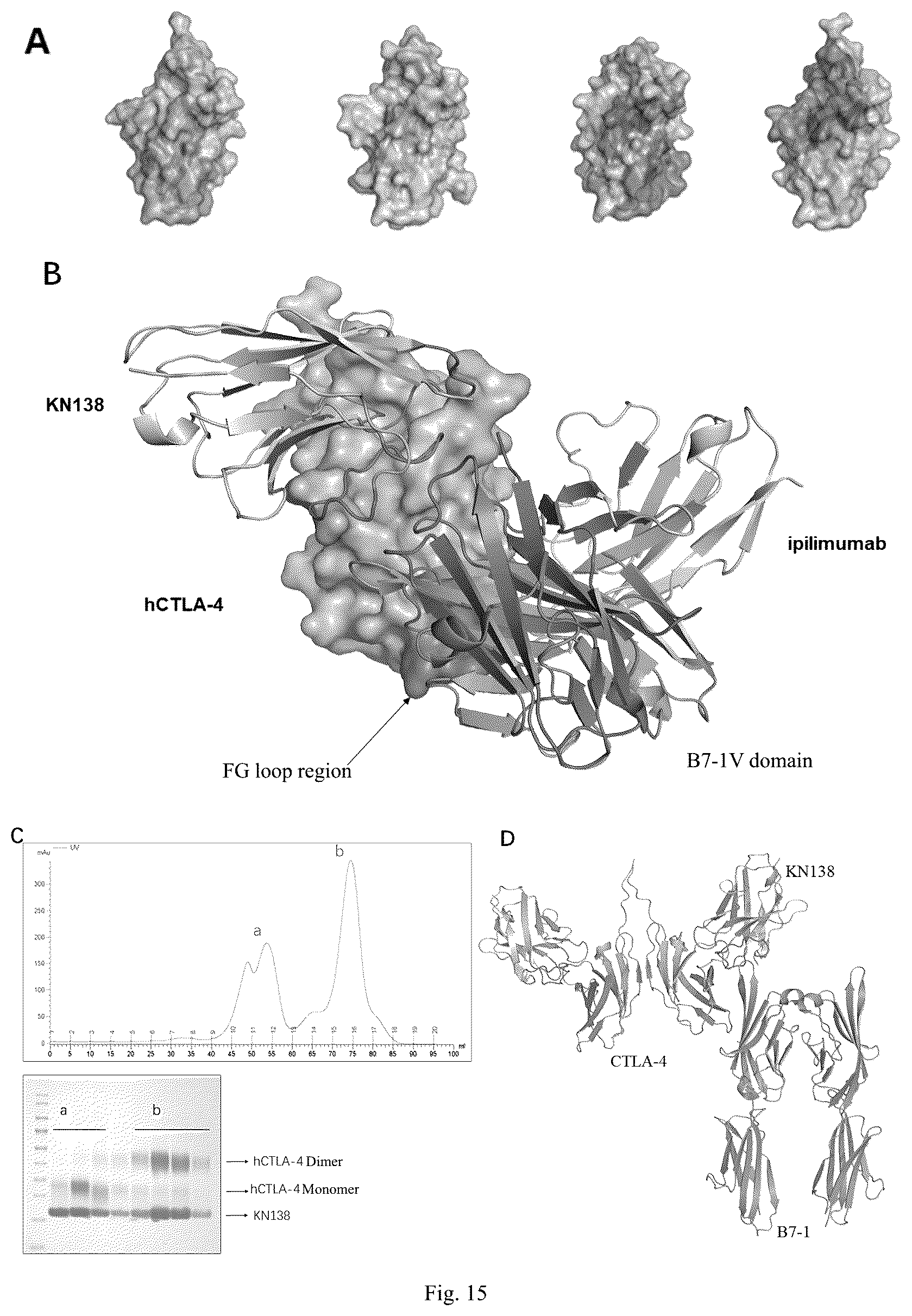 Patent US12448450 Figure 9 – Method for treating tumor using anti-CTLA4 single-domain antibodies