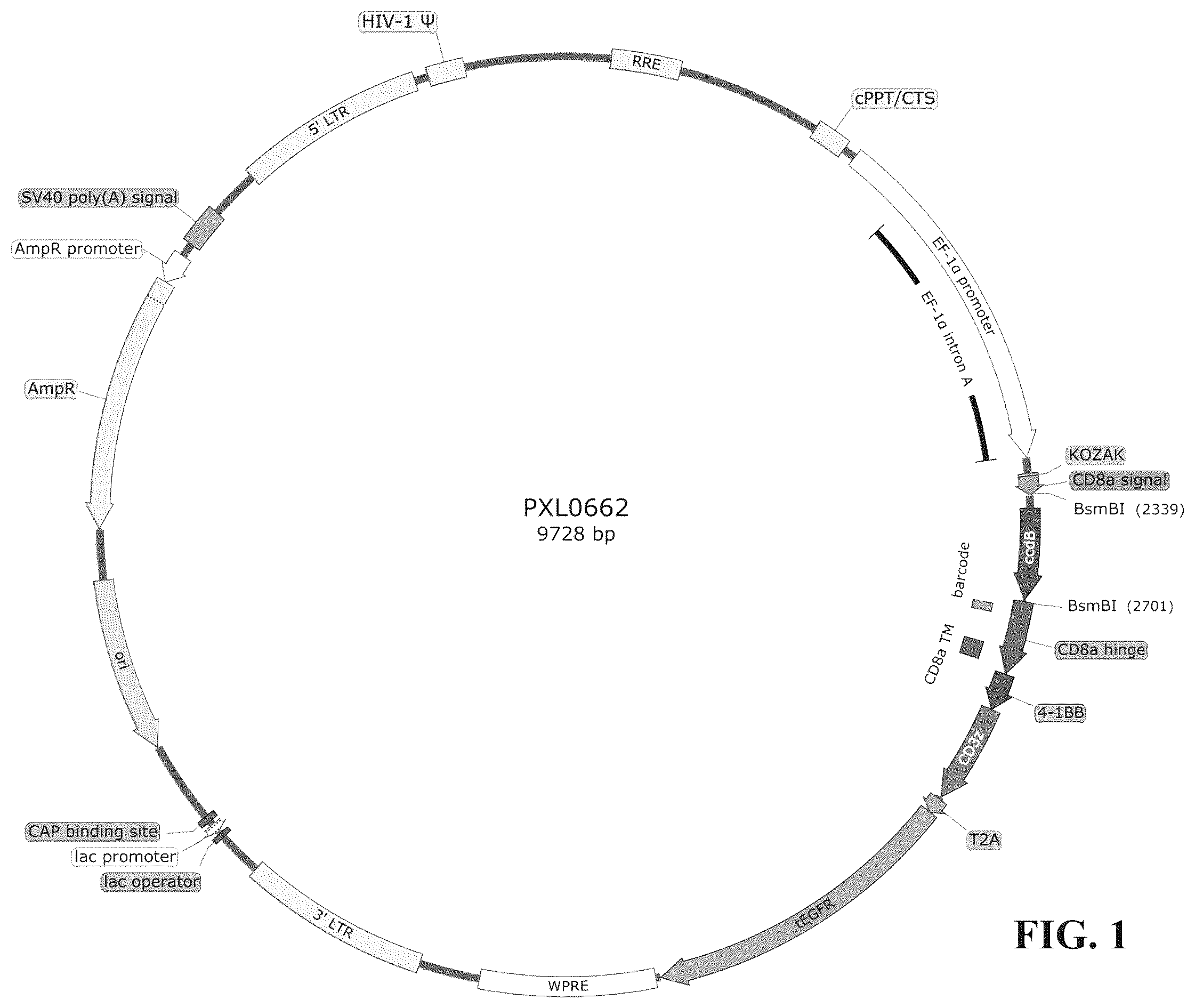 Patent US12448453 Figure 1 – Fully human anti-human CD22 chimeric antigen receptor and application thereof