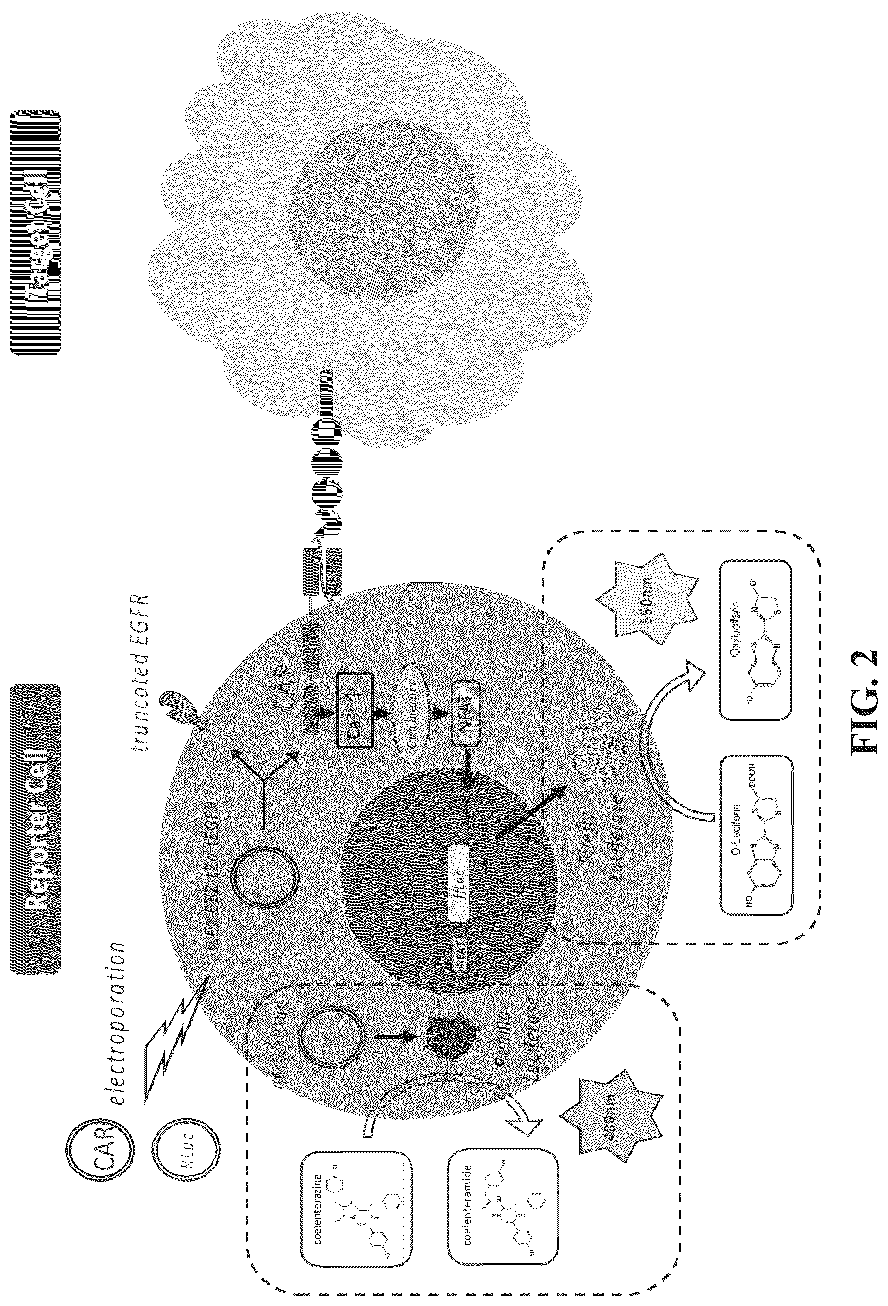 Patent US12448453 Figure 2 – Fully human anti-human CD22 chimeric antigen receptor and application thereof