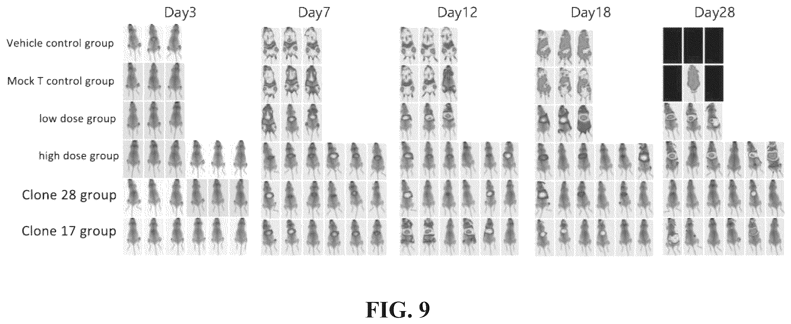 Patent US12448453 Figure 8 – Fully human anti-human CD22 chimeric antigen receptor and application thereof