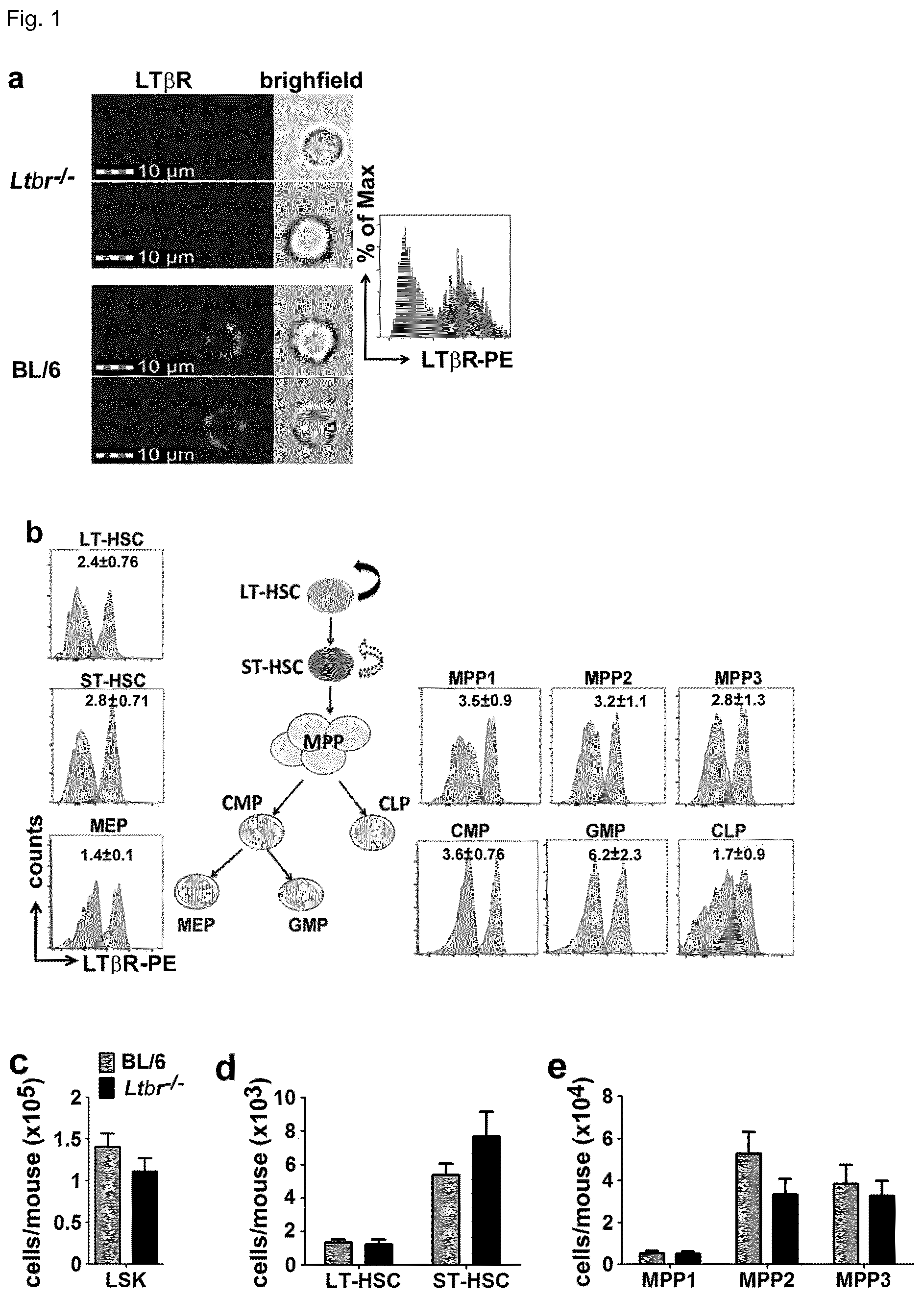 Patent US12448458 Figure 1 – Ligands to light or its receptor LTßR for use in haematologic malignancies