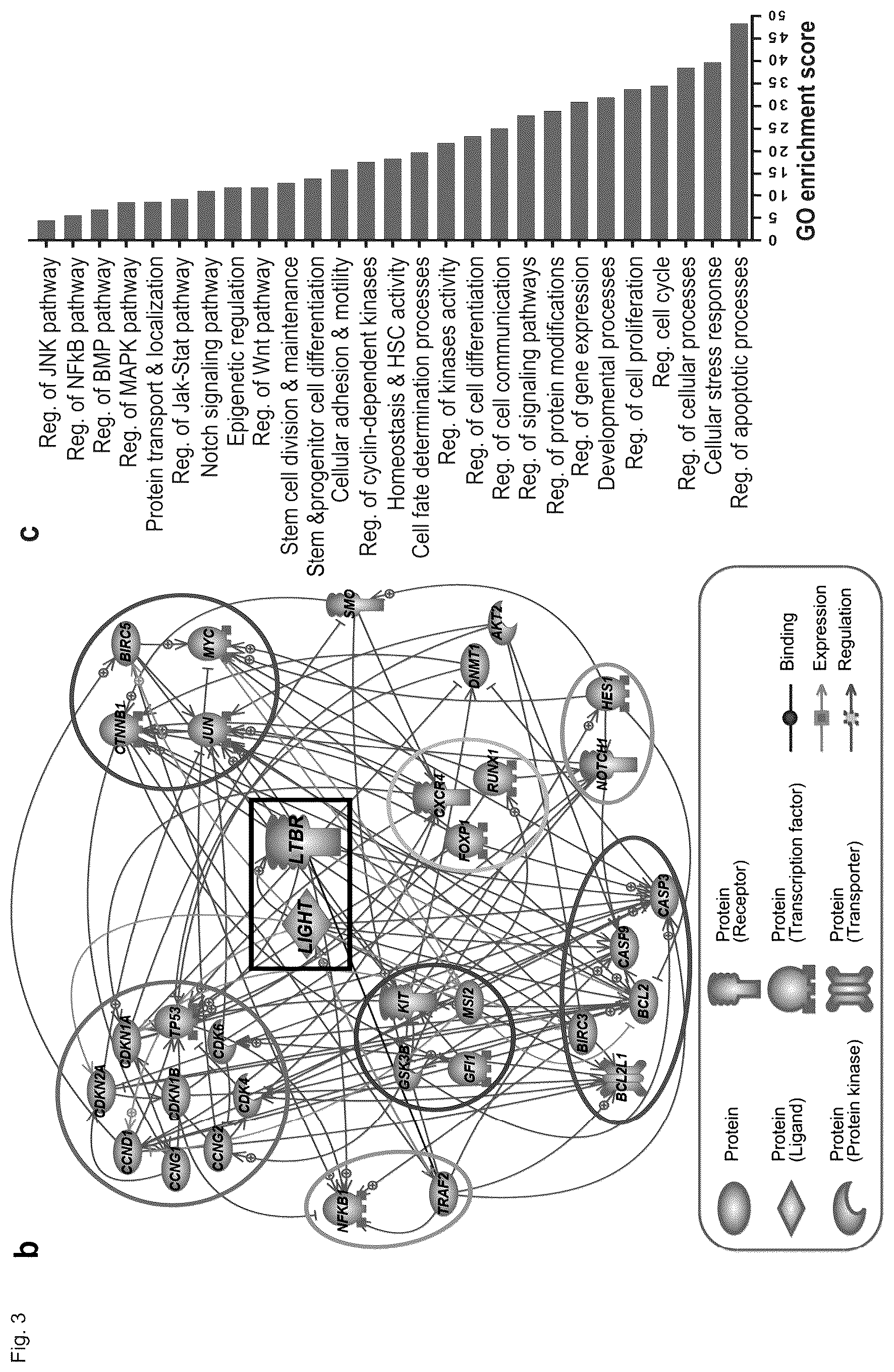 Patent US12448458 Figure 8 – Ligands to light or its receptor LTßR for use in haematologic malignancies