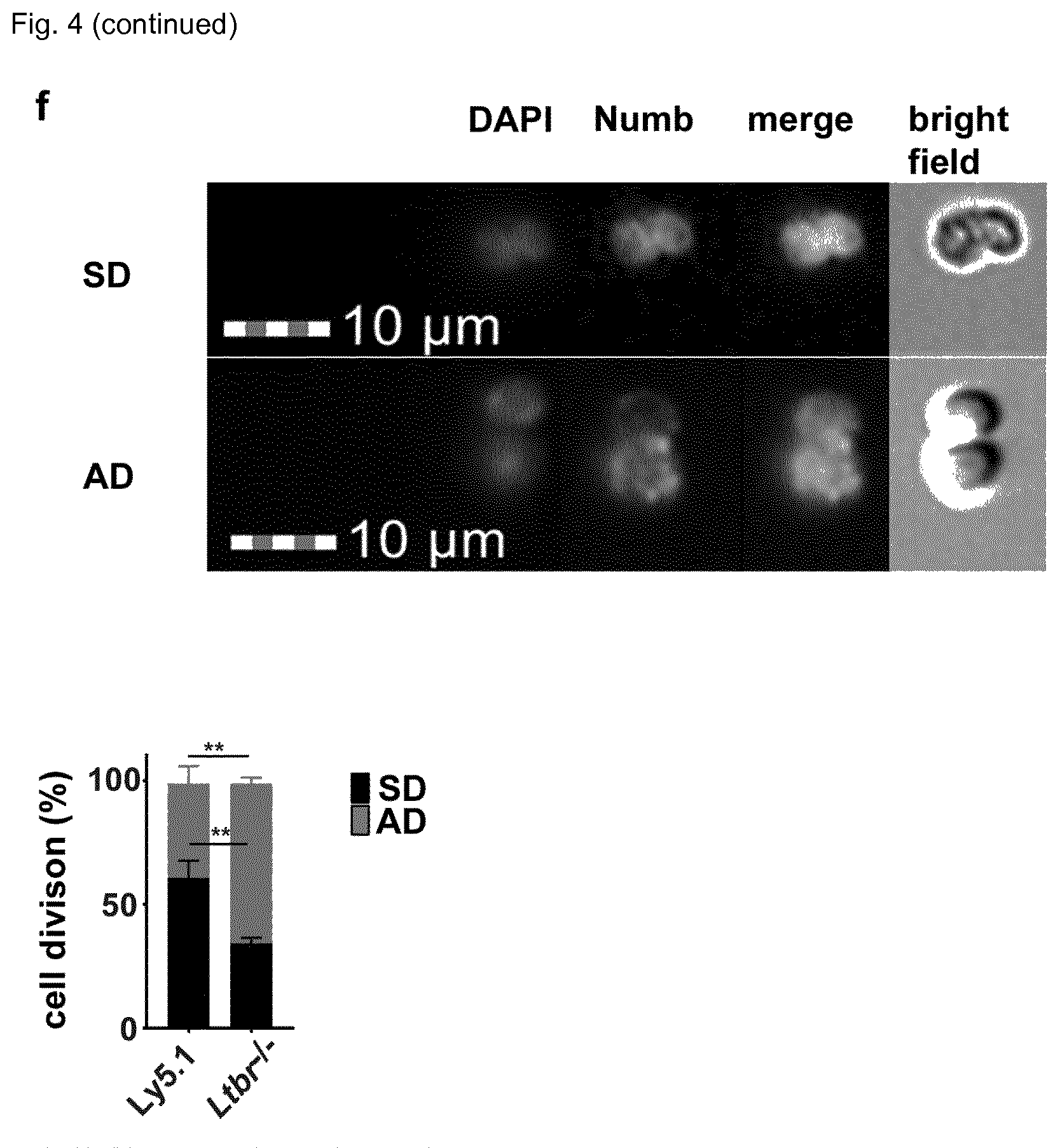 Patent US12448458 Figure 11 – Ligands to light or its receptor LTßR for use in haematologic malignancies