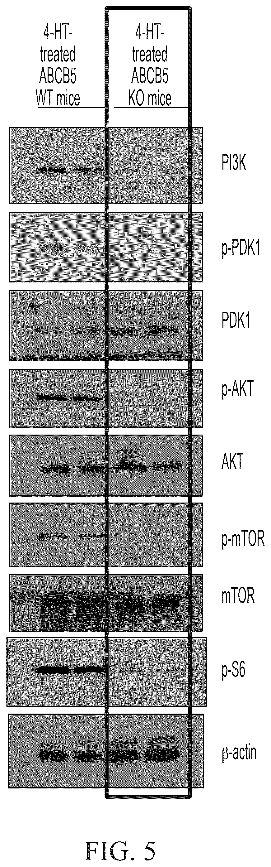 Patent US12448461 Figure 7 – ABCB5 ligands and substrates