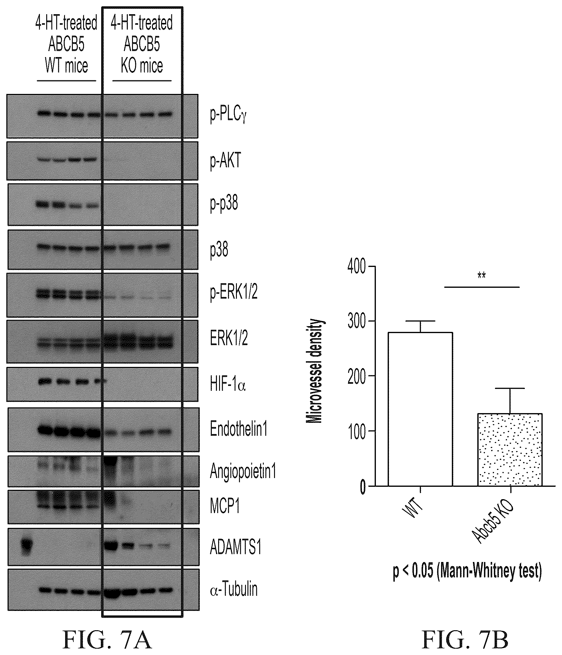 Patent US12448461 Figure 9 – ABCB5 ligands and substrates