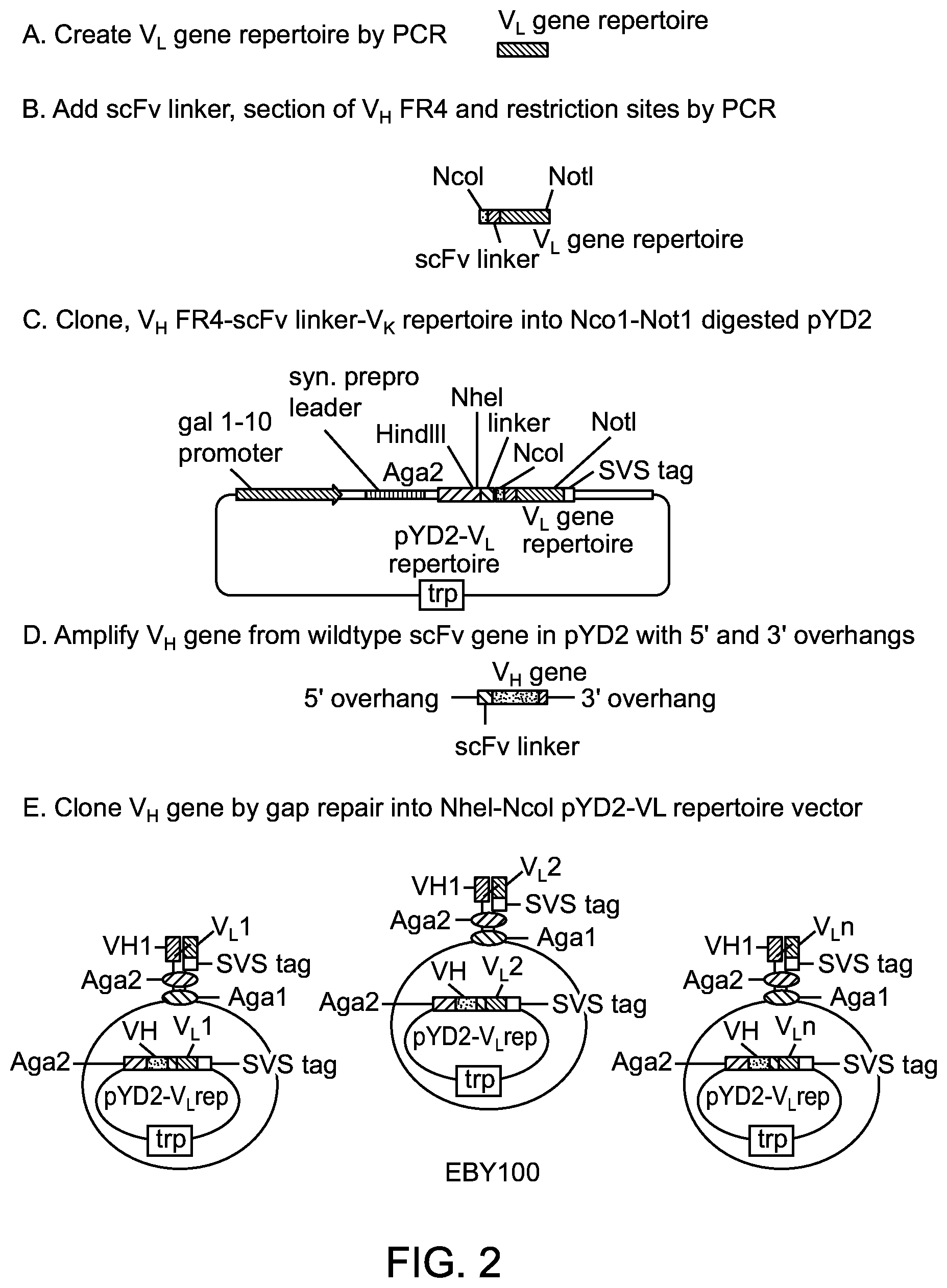 Patent US12448463 Figure 2 – Antibodies for botulinum neurotoxins