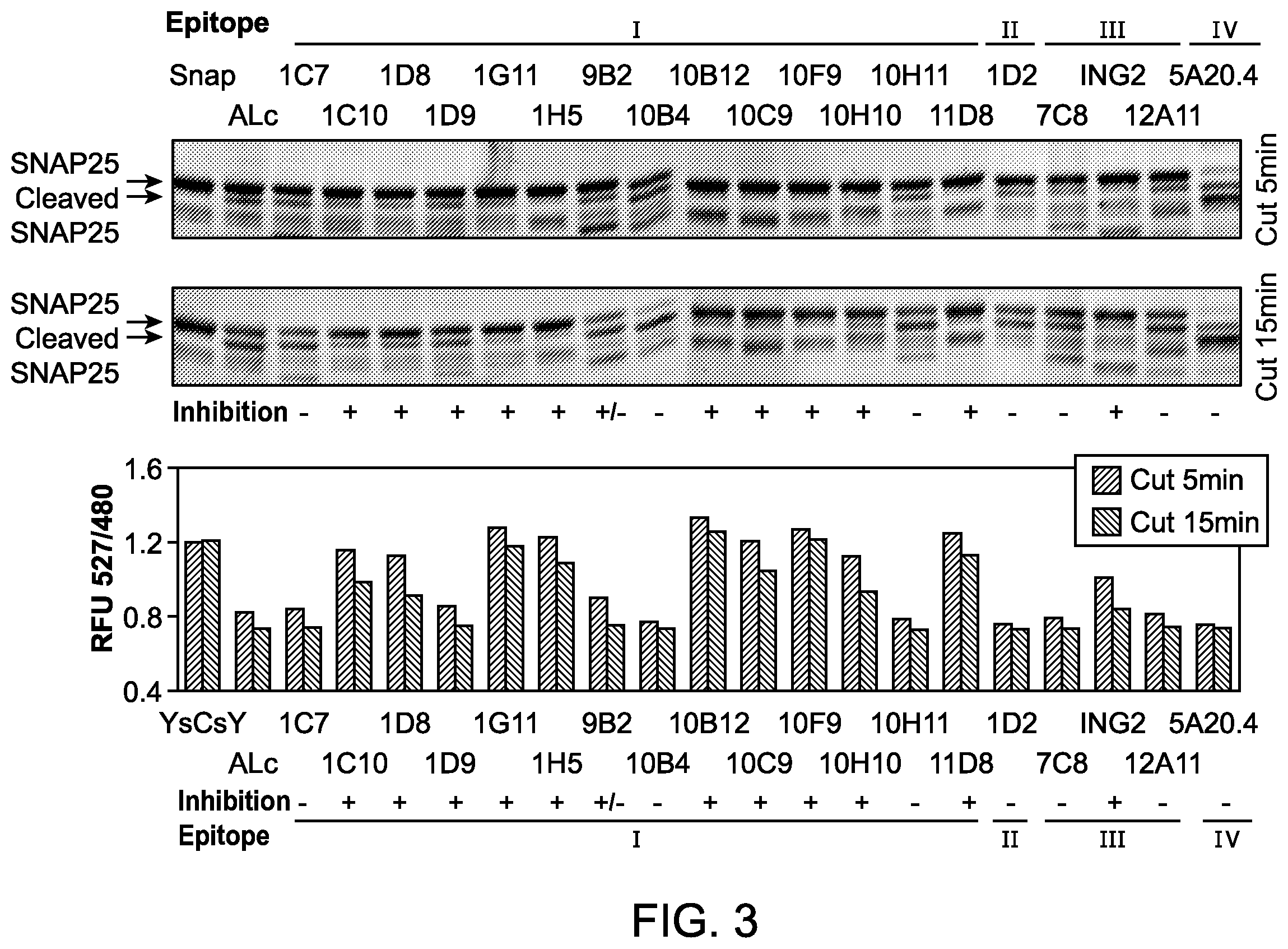 Patent US12448463 Figure 3 – Antibodies for botulinum neurotoxins