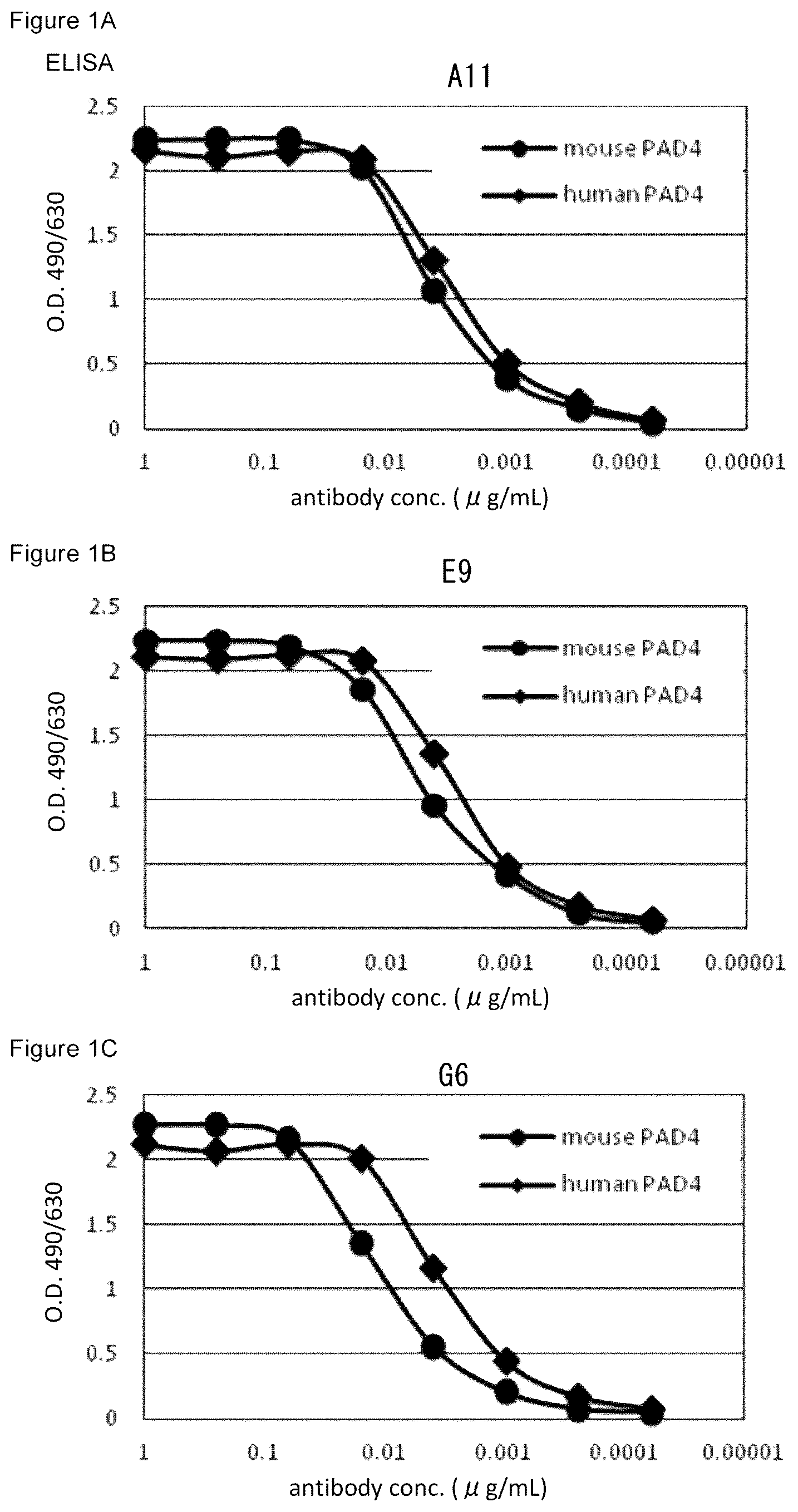Patent US12448464 Figure 1 – Anti-PAD4 antibody