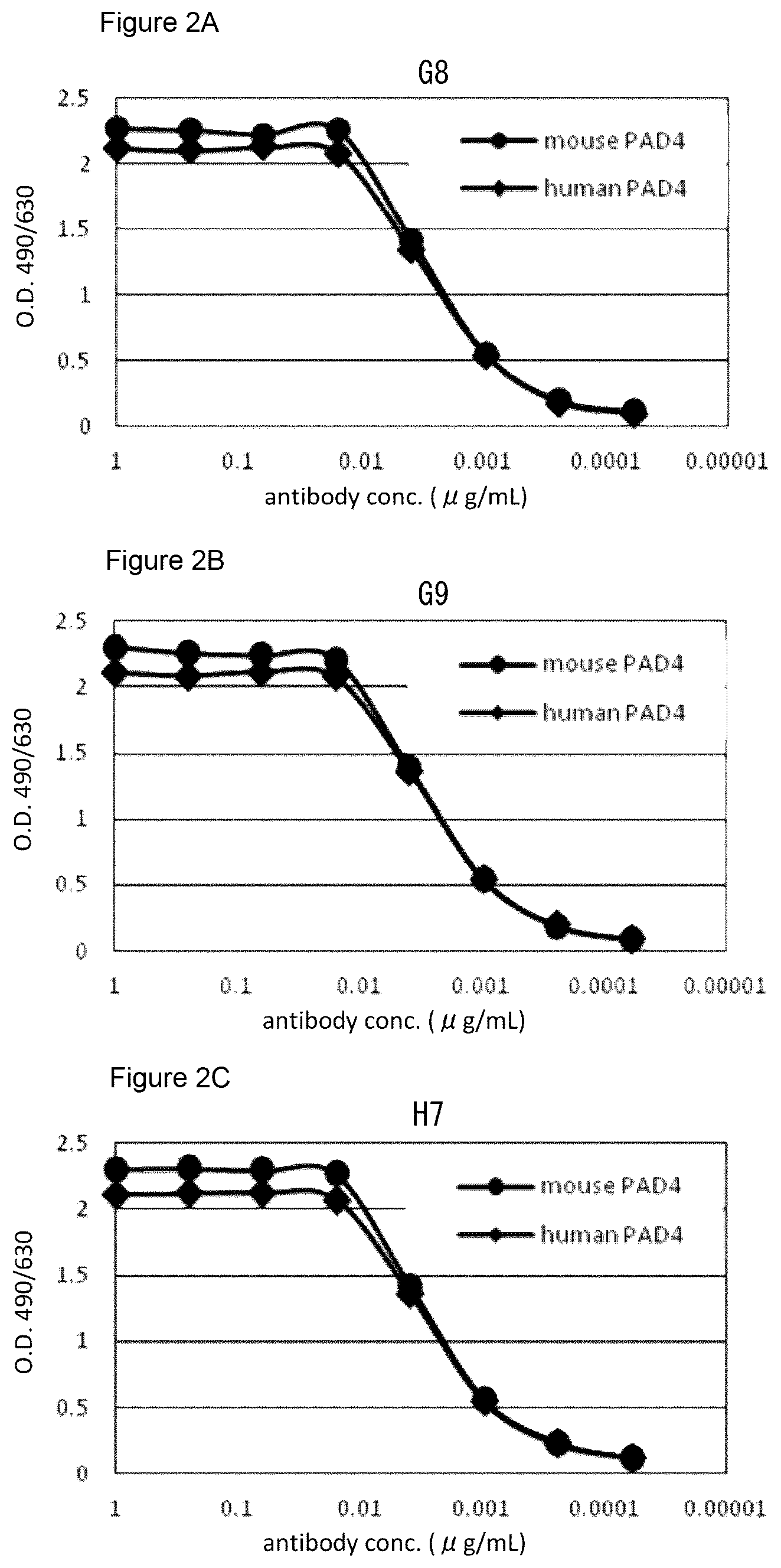 Patent US12448464 Figure 2 – Anti-PAD4 antibody