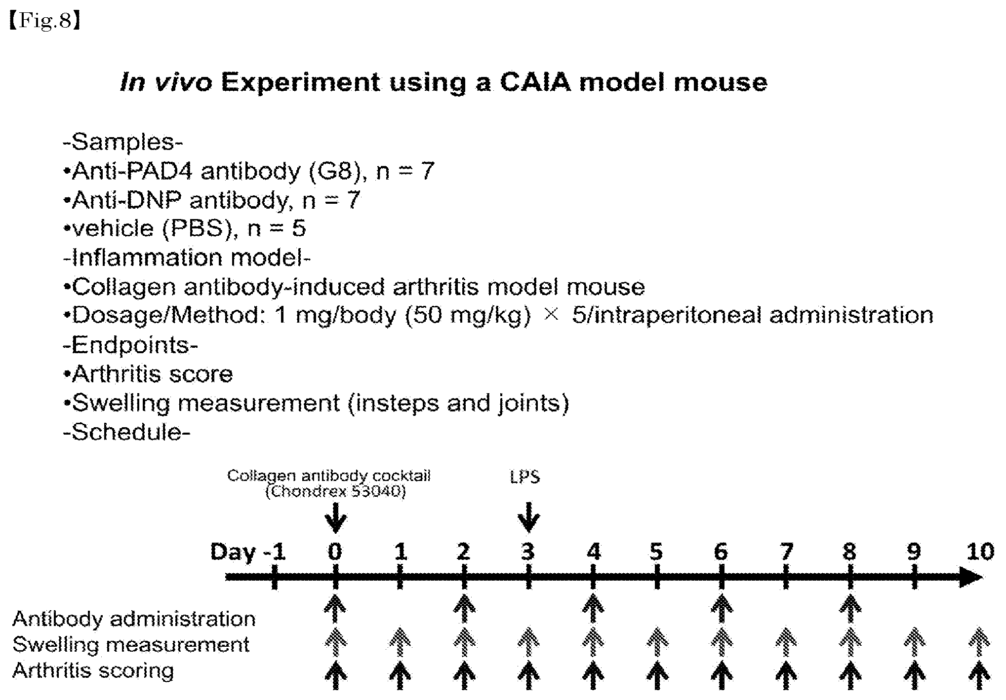 Patent US12448464 Figure 8 – Anti-PAD4 antibody