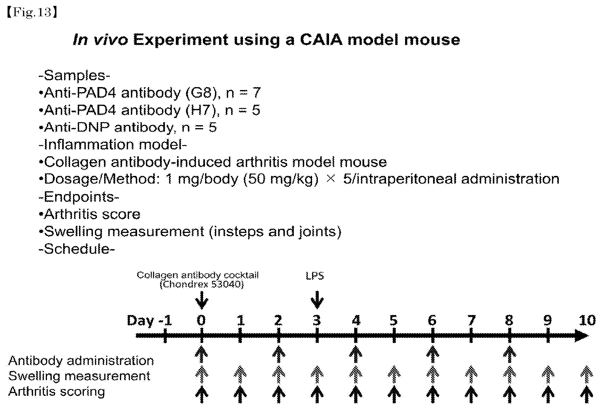 Patent US12448464 Figure 12 – Anti-PAD4 antibody