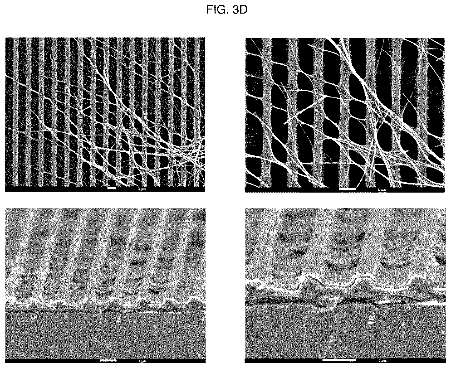 Patent US12448491 Figure 6 – Nano-patterend conductive polymer substrate with improved cell alignment, maturity, adhesion, and connectivity and method for manufacturing same