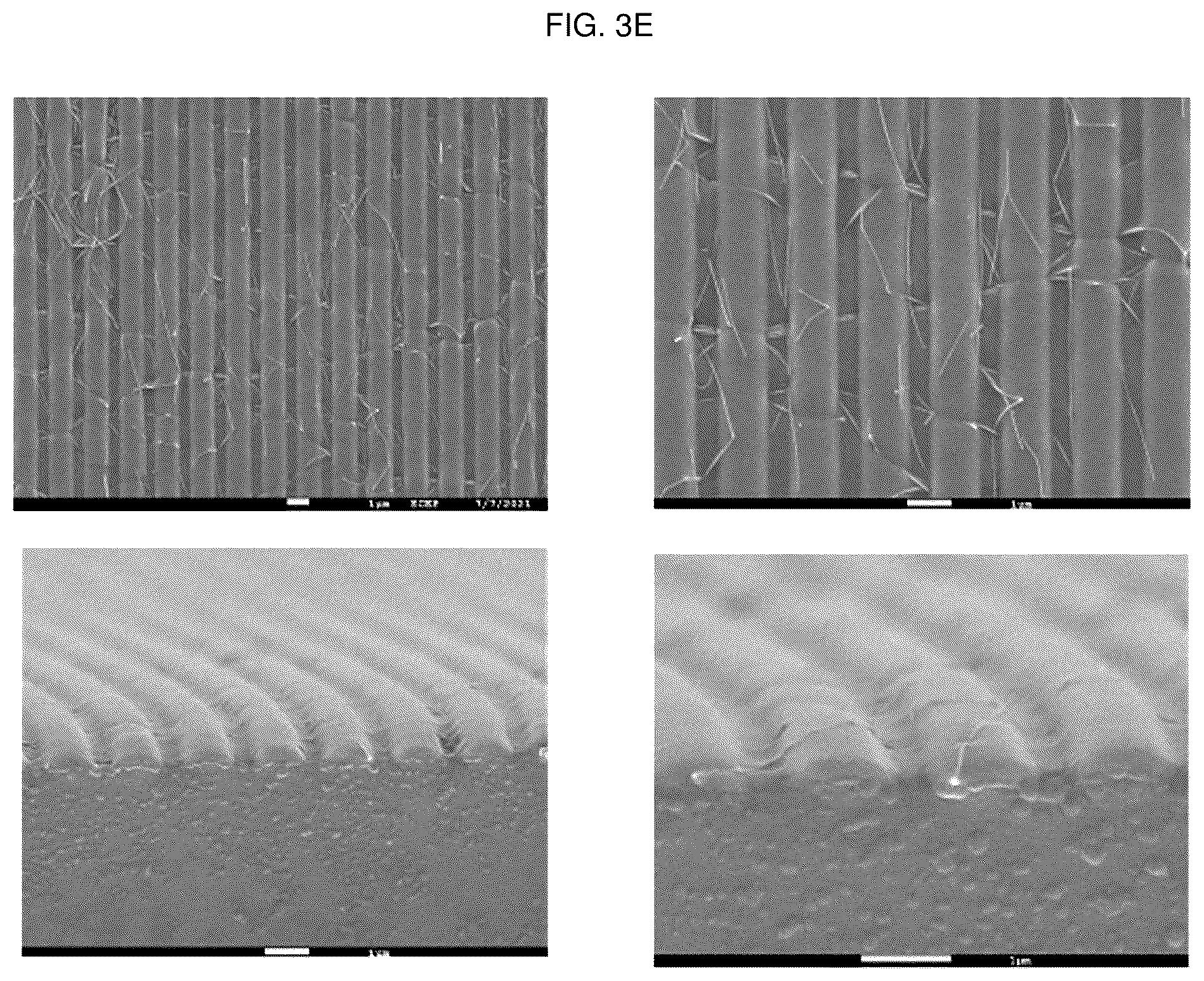Patent US12448491 Figure 7 – Nano-patterend conductive polymer substrate with improved cell alignment, maturity, adhesion, and connectivity and method for manufacturing same