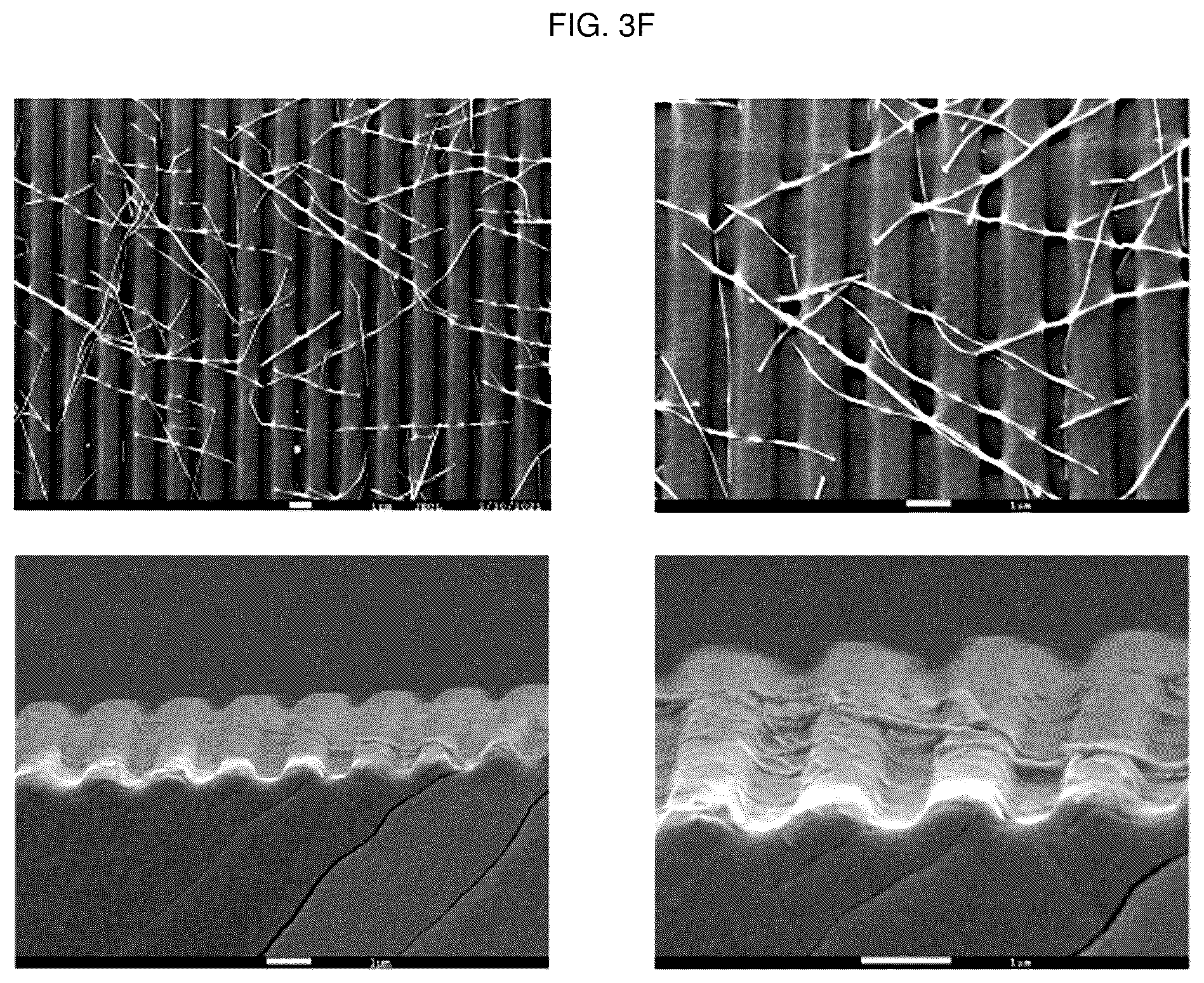 Patent US12448491 Figure 8 – Nano-patterend conductive polymer substrate with improved cell alignment, maturity, adhesion, and connectivity and method for manufacturing same