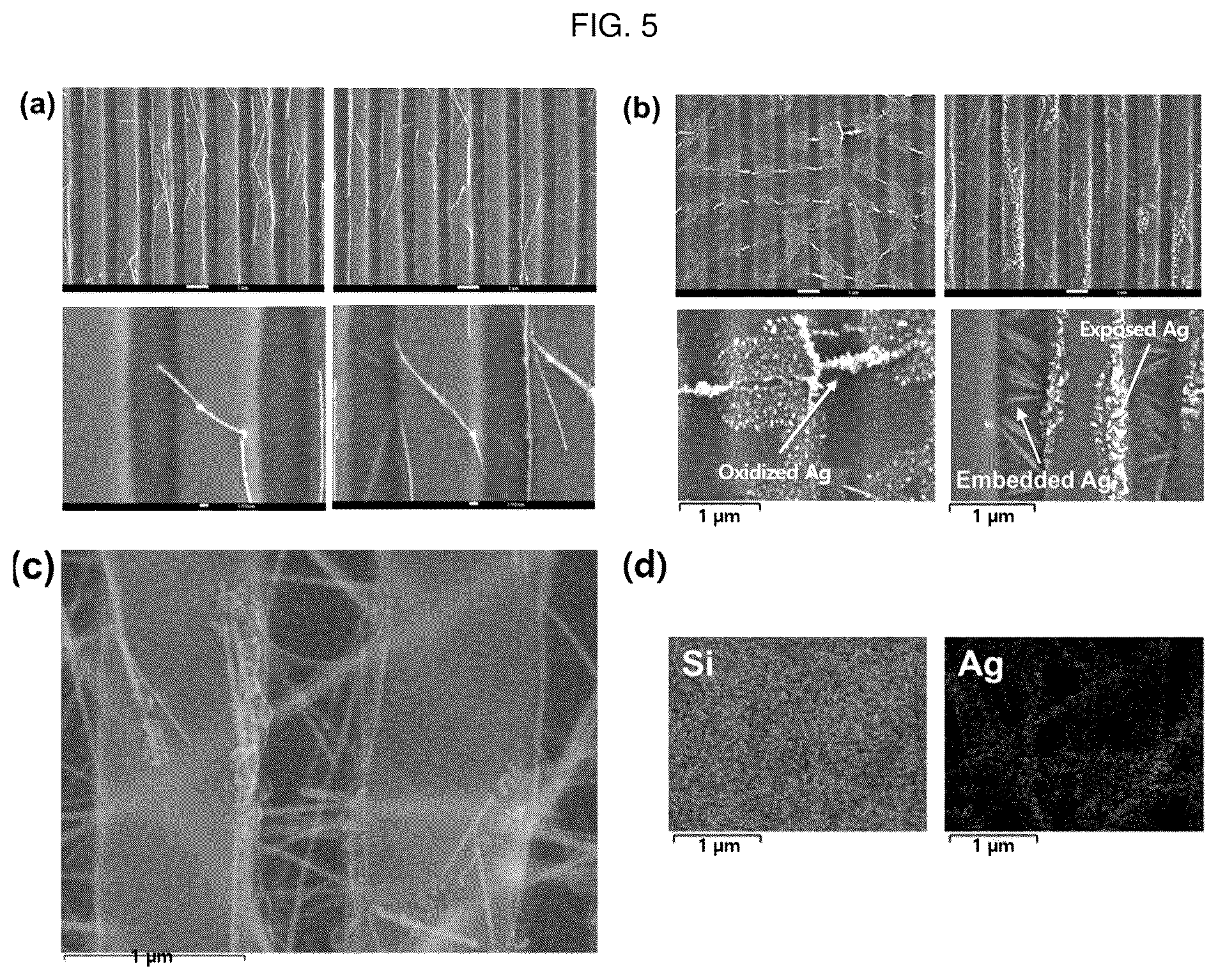 Patent US12448491 Figure 11 – Nano-patterend conductive polymer substrate with improved cell alignment, maturity, adhesion, and connectivity and method for manufacturing same