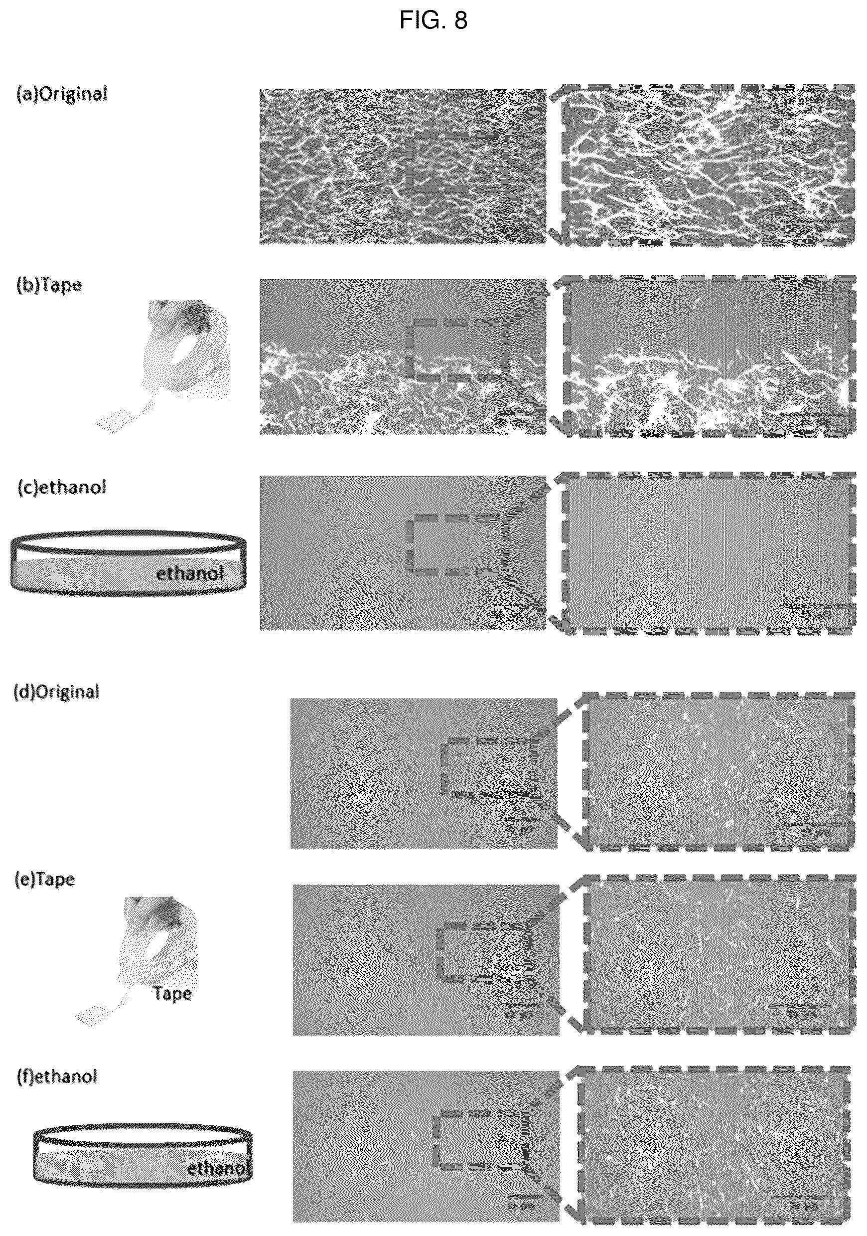 Patent US12448491 Figure 14 – Nano-patterend conductive polymer substrate with improved cell alignment, maturity, adhesion, and connectivity and method for manufacturing same