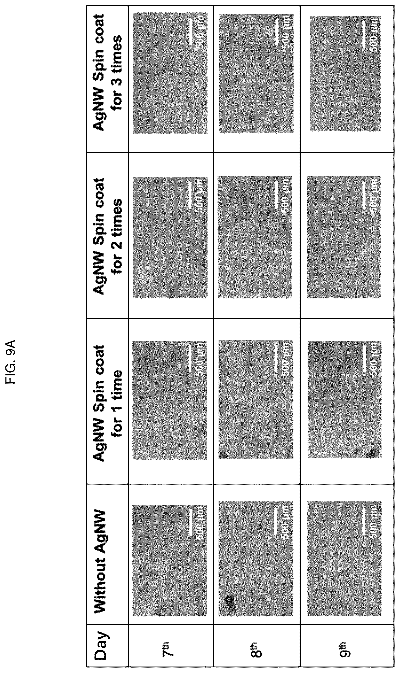 Patent US12448491 Figure 15 – Nano-patterend conductive polymer substrate with improved cell alignment, maturity, adhesion, and connectivity and method for manufacturing same