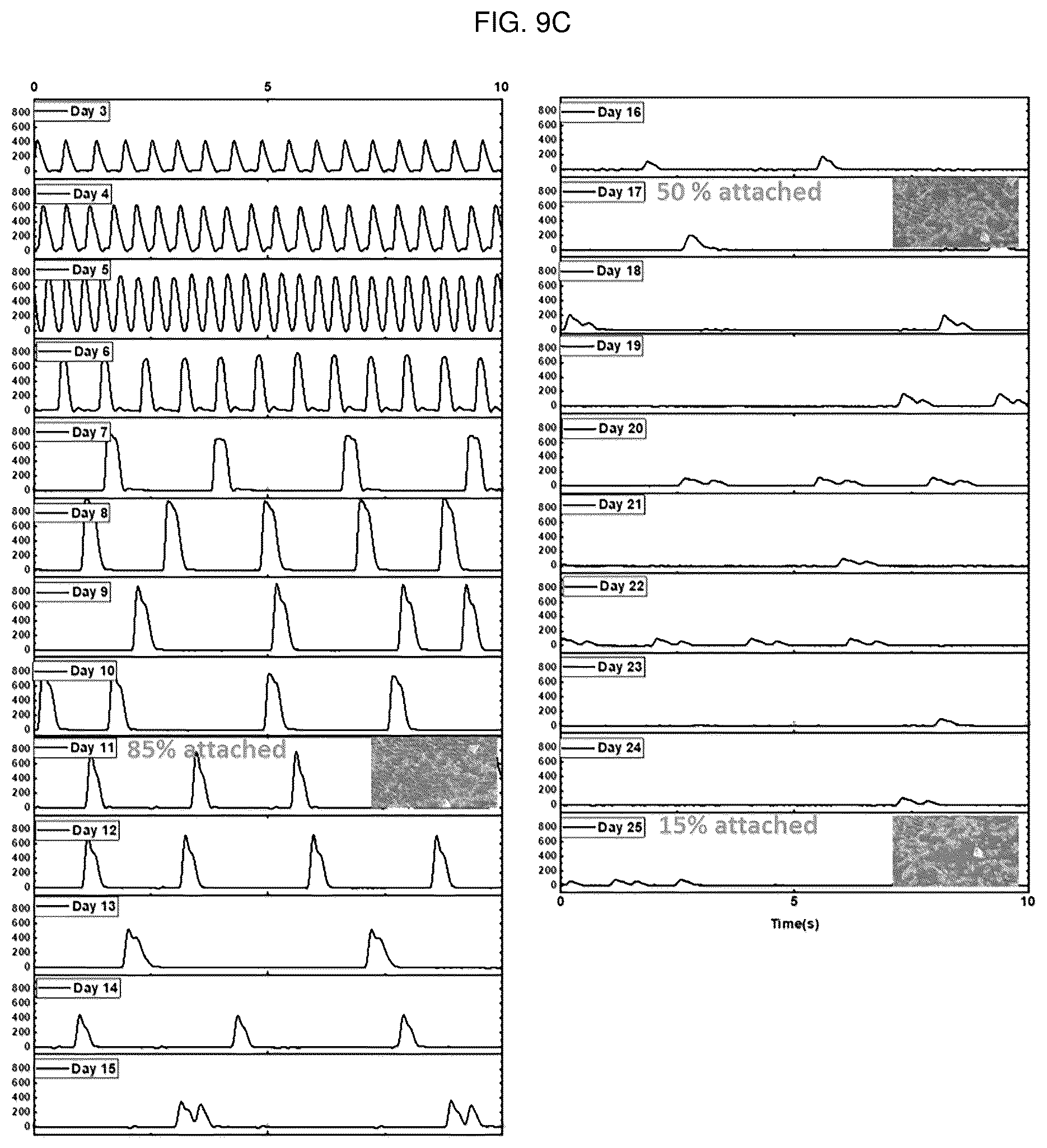 Patent US12448491 Figure 17 – Nano-patterend conductive polymer substrate with improved cell alignment, maturity, adhesion, and connectivity and method for manufacturing same