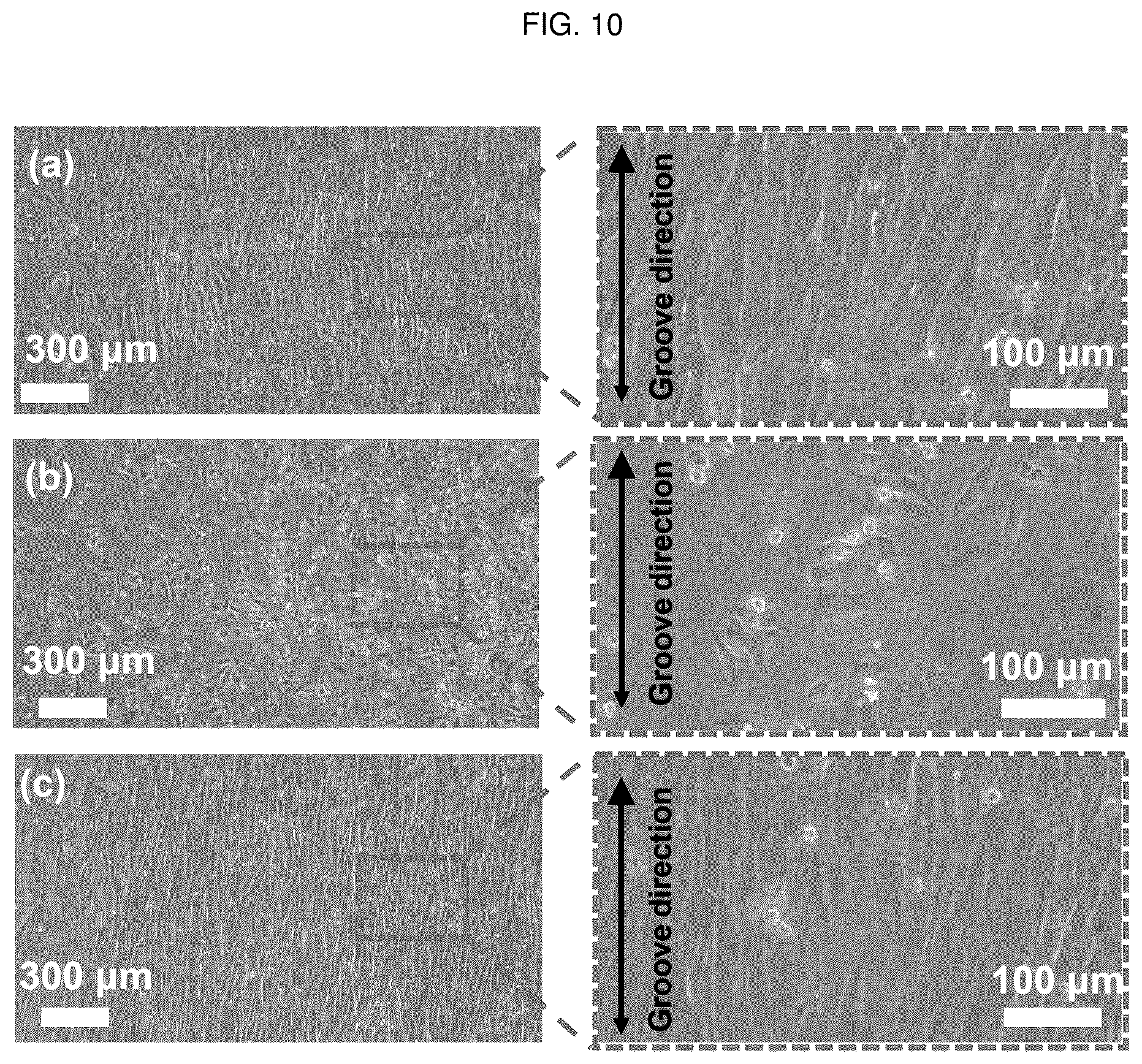 Patent US12448491 Figure 19 – Nano-patterend conductive polymer substrate with improved cell alignment, maturity, adhesion, and connectivity and method for manufacturing same