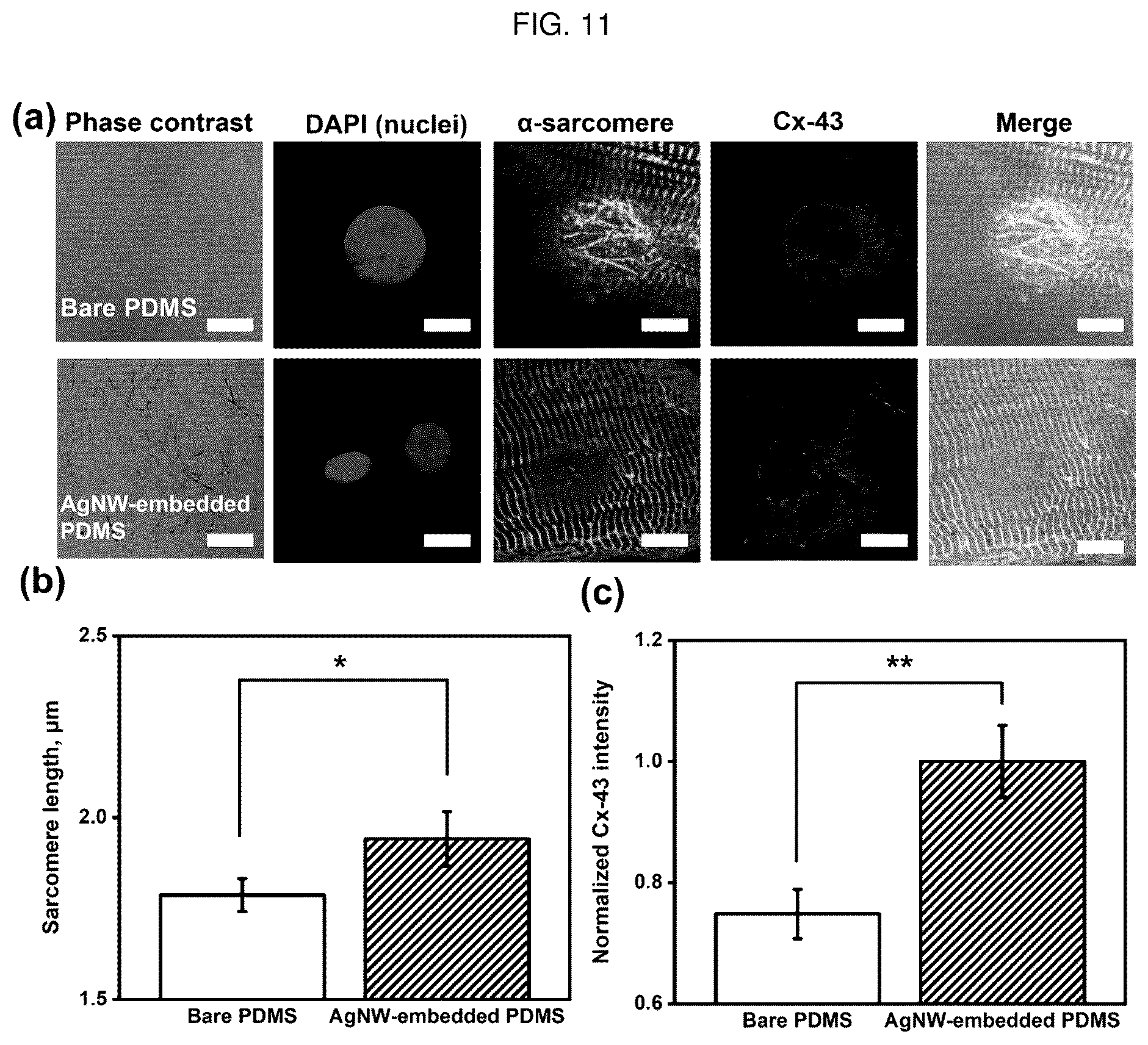 Patent US12448491 Figure 20 – Nano-patterend conductive polymer substrate with improved cell alignment, maturity, adhesion, and connectivity and method for manufacturing same