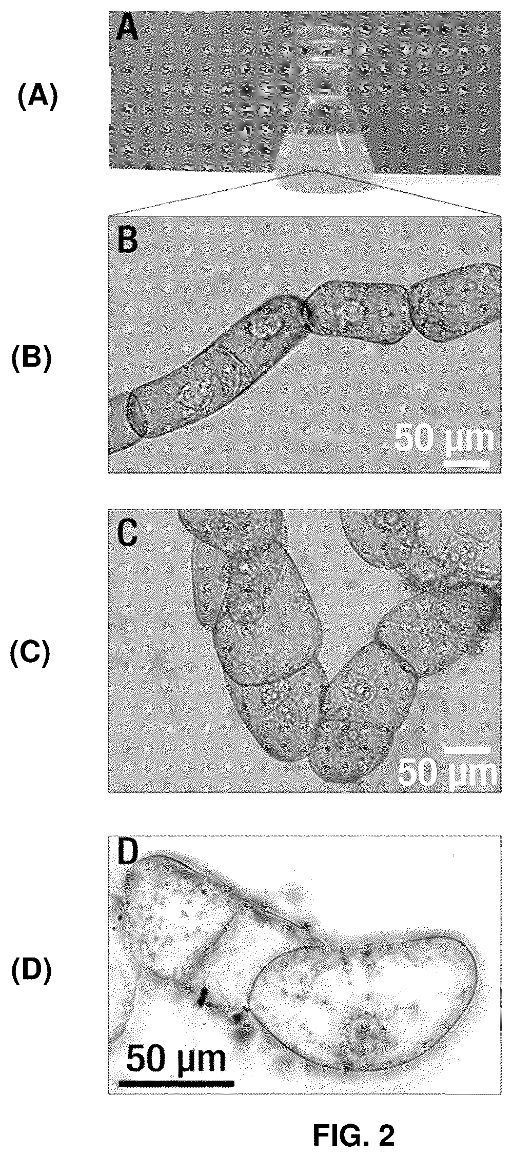 Patent US12448517 Figure 2 – Biocomposite materials and related compositions, methods and systems