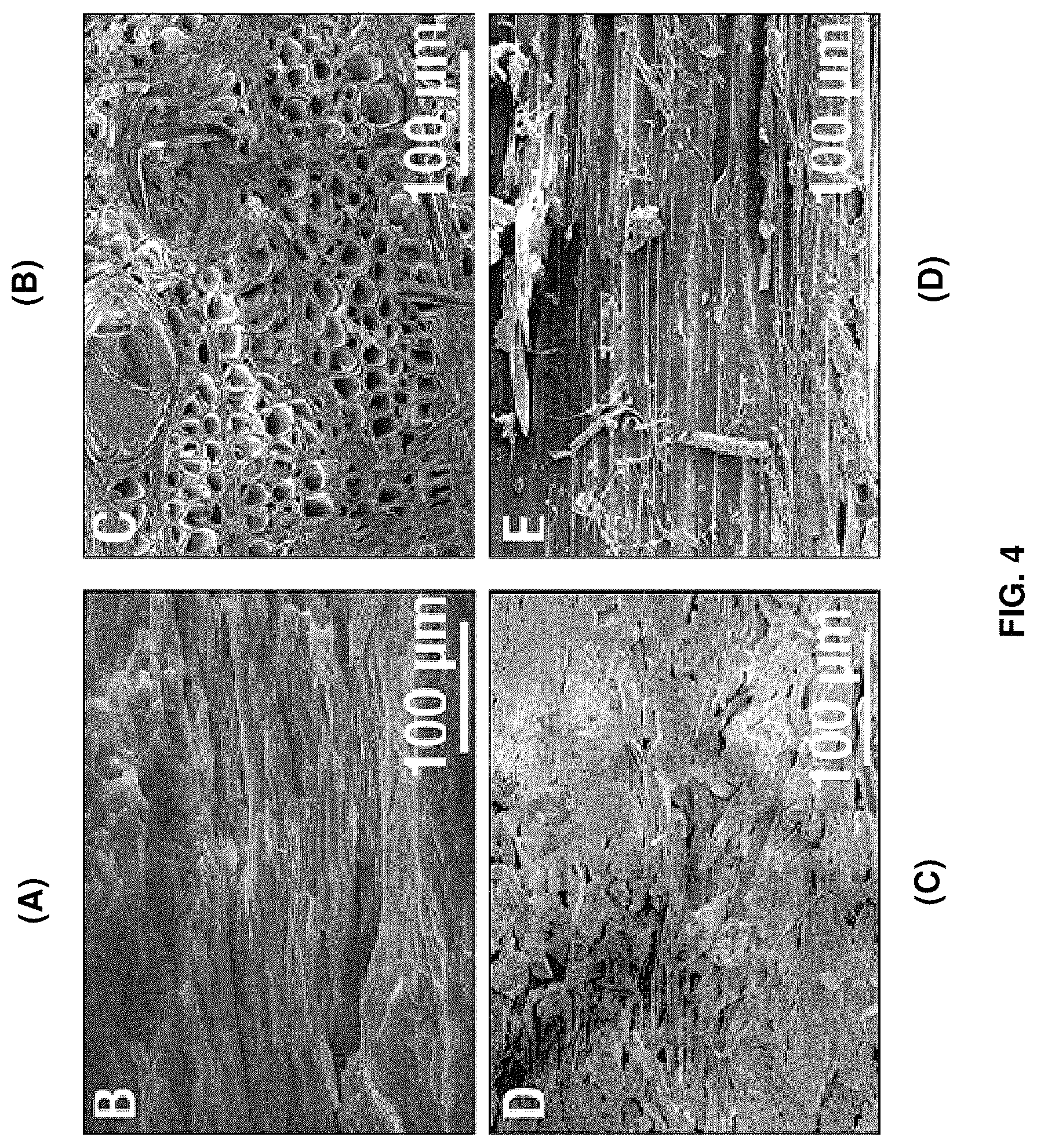 Patent US12448517 Figure 4 – Biocomposite materials and related compositions, methods and systems