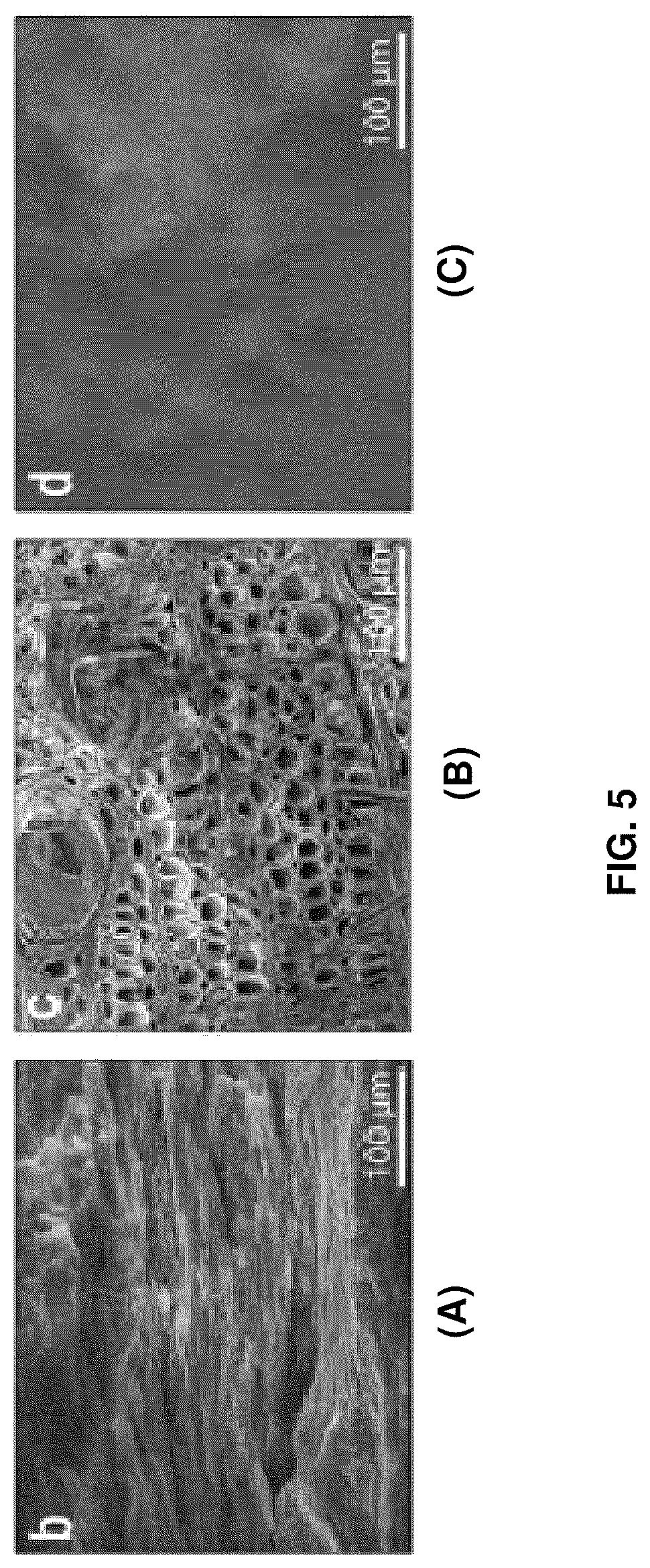 Patent US12448517 Figure 5 – Biocomposite materials and related compositions, methods and systems