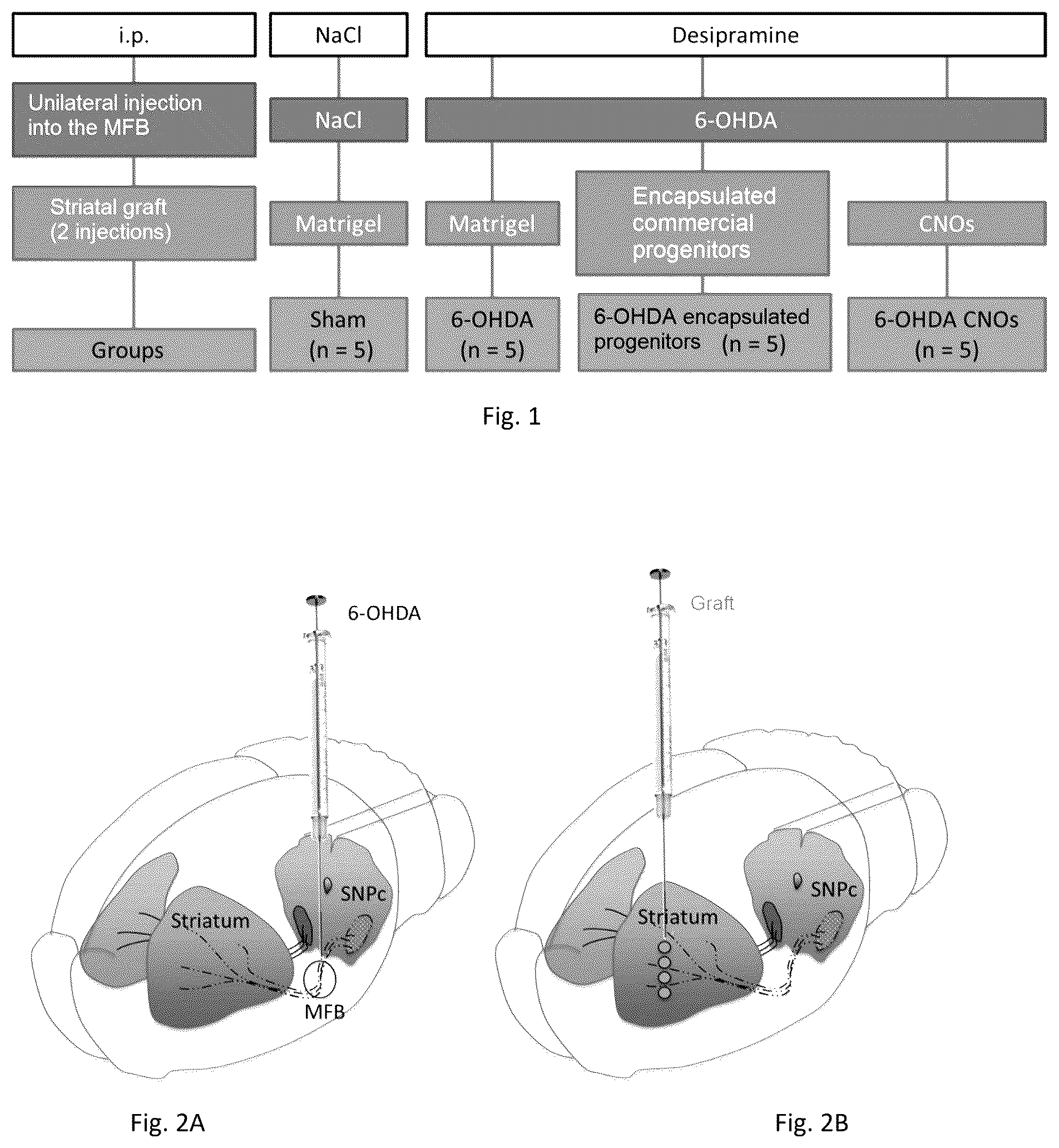 Patent US12448601 Figure 1 – Neural tissue unit and use of such a unit for implantation into the nervous system of a mammal